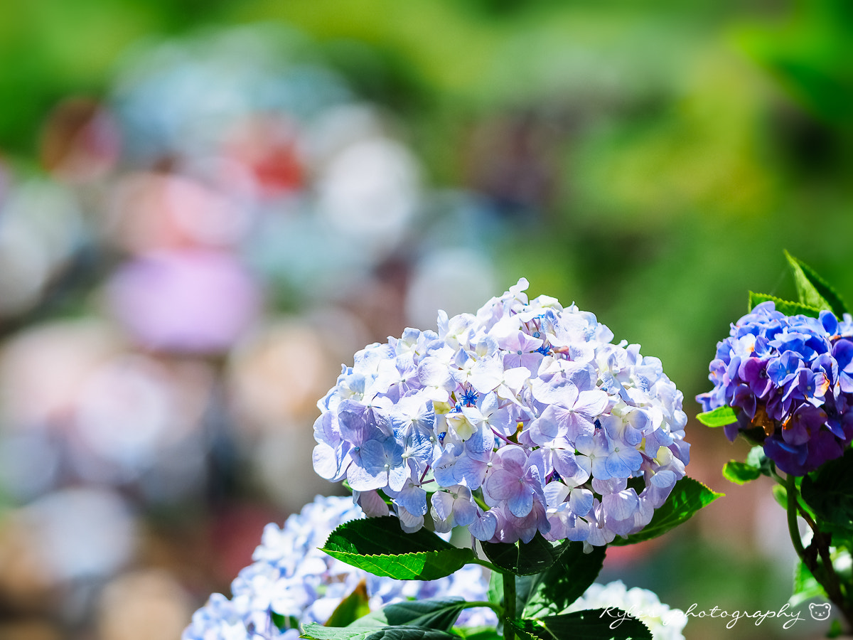 Olympus OM-D E-M1 + Sigma 150mm F2.8 EX DG Macro HSM sample photo. 紫陽花 photography