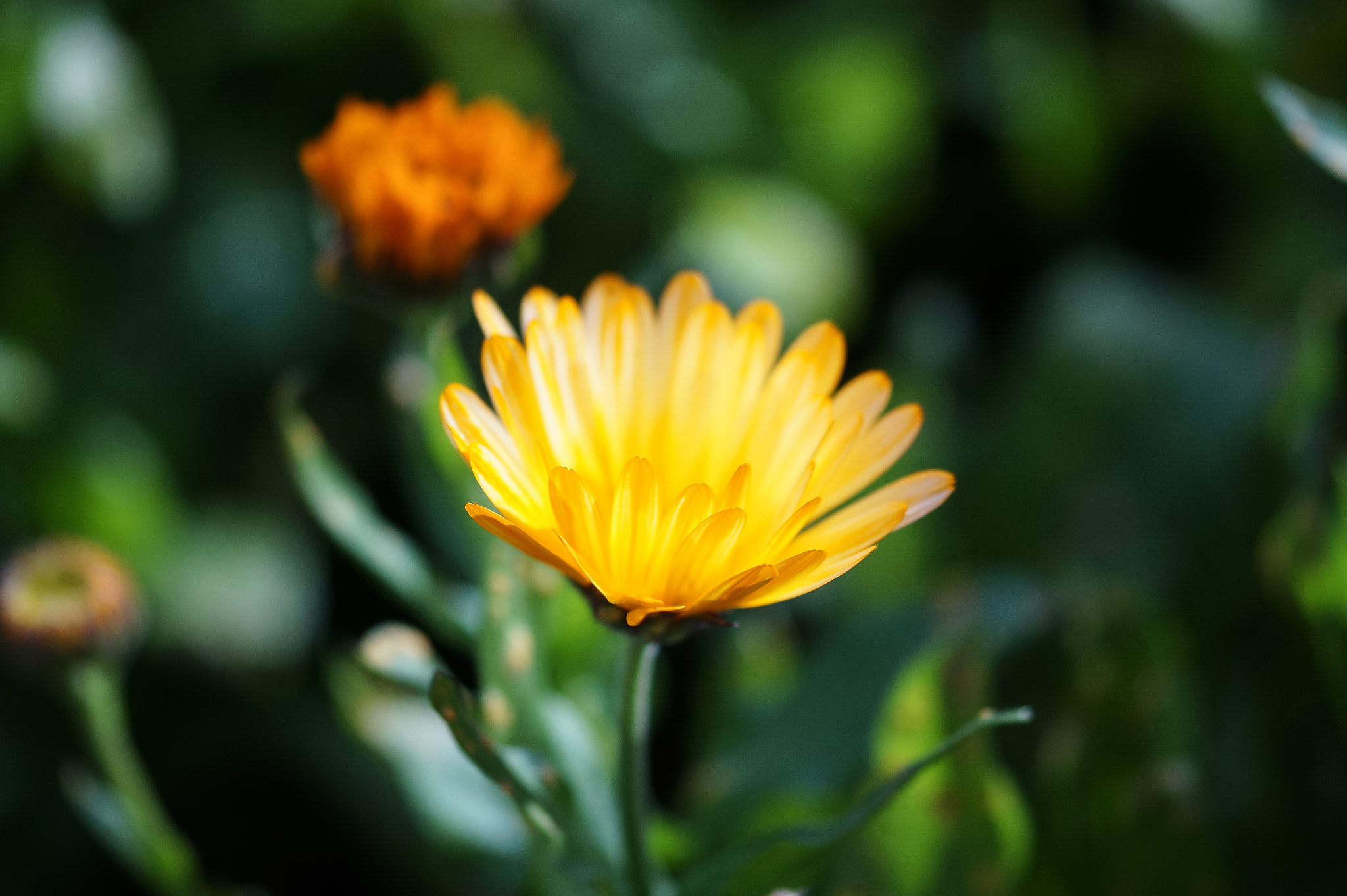 Sony SLT-A58 + 105mm F2.8 sample photo. Abg_20160703 photography