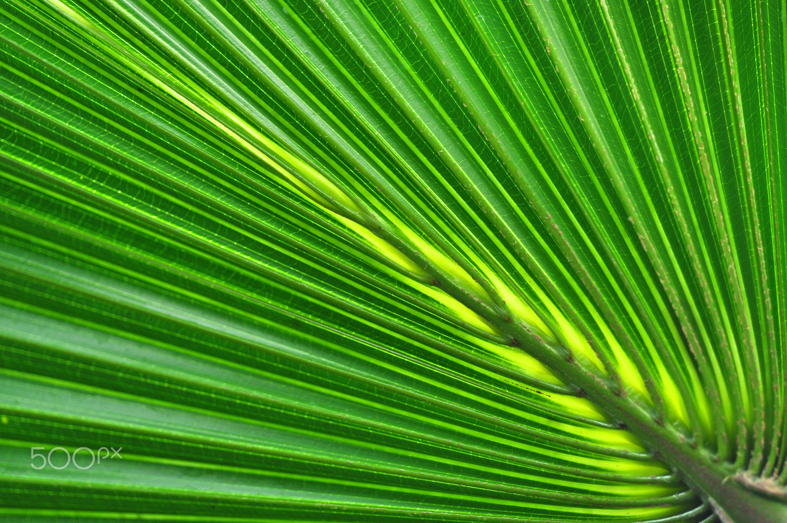Nikon D90 + Nikon AF Micro-Nikkor 60mm F2.8D sample photo. Green palm leaf background photography