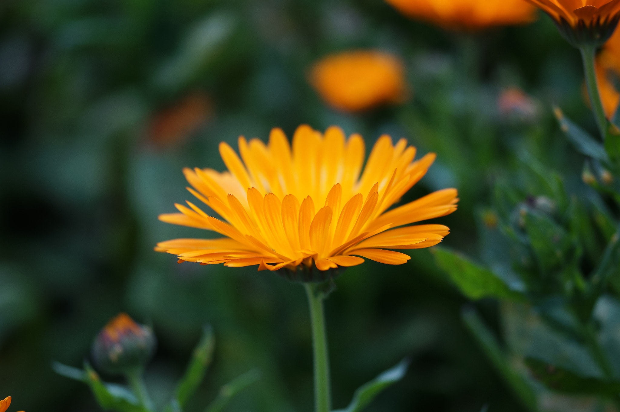Sony SLT-A58 + 105mm F2.8 sample photo. Abg_20160703_008 photography