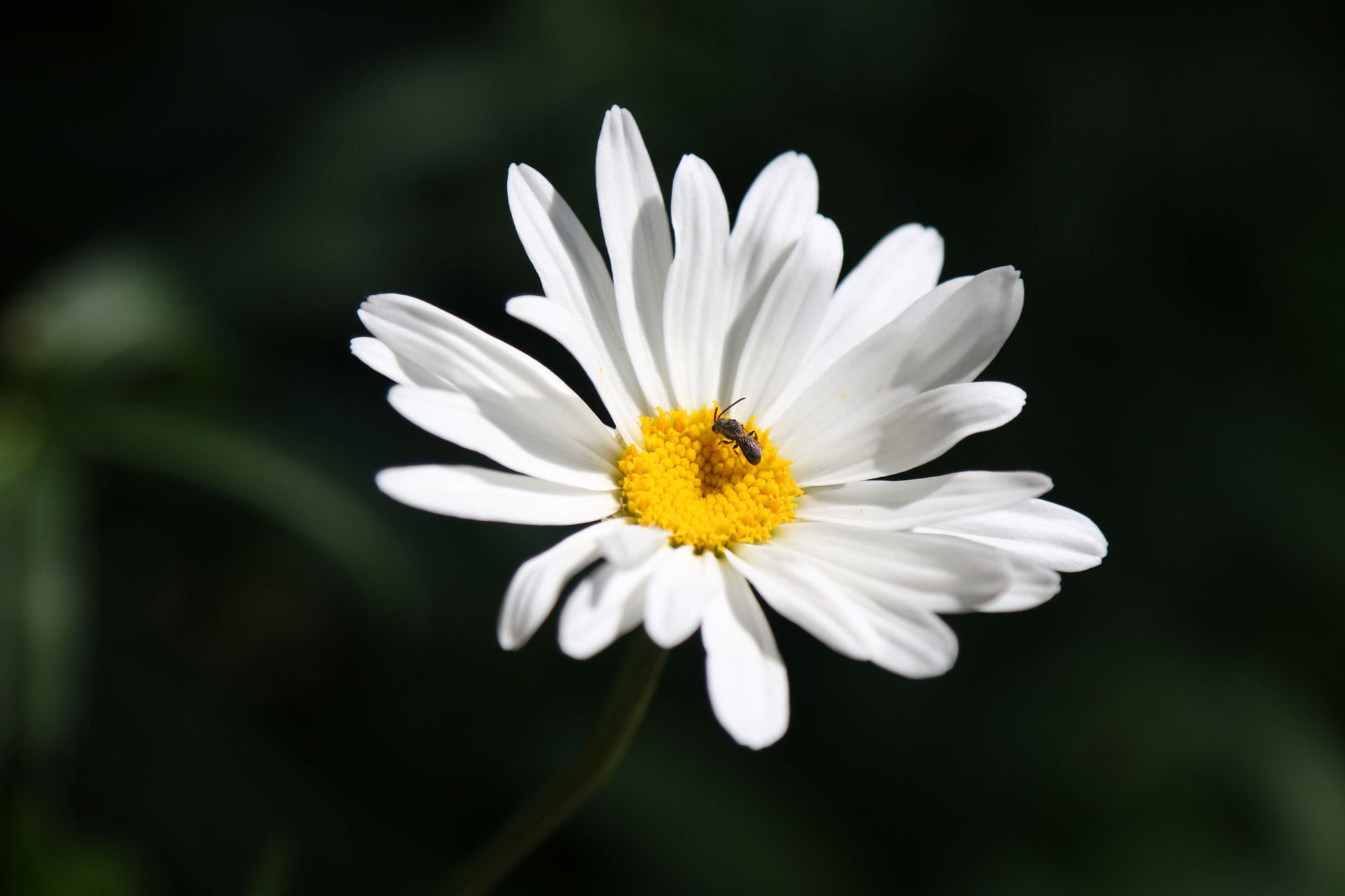 Canon EOS 760D (EOS Rebel T6s / EOS 8000D) sample photo. The friendly white dasiy photography