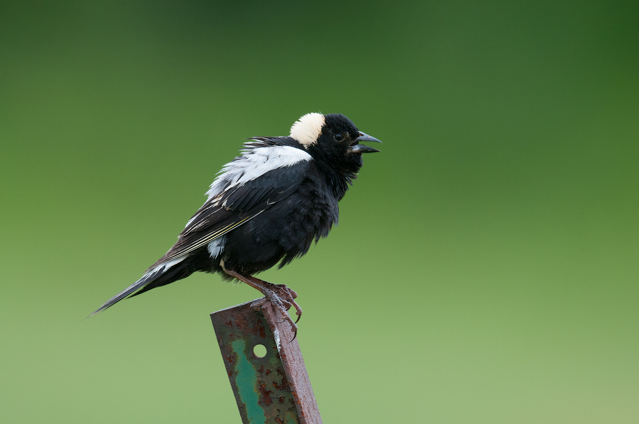 Nikon AF-S Nikkor 800mm F5.6E FL ED VR sample photo. Goglu des pres, dolichonyx oryivorus, bobolink photography