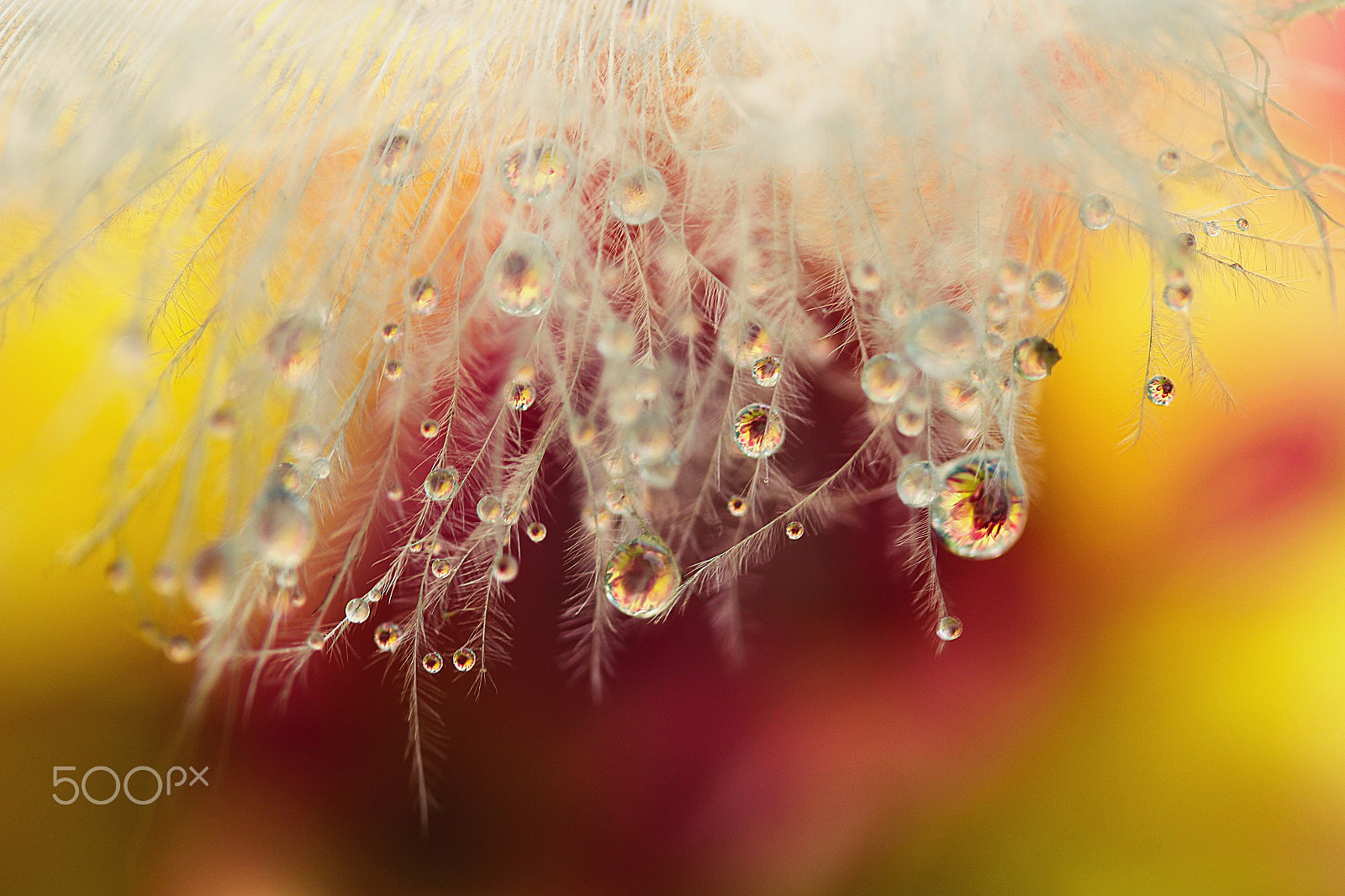 Canon EF-S 60mm F2.8 Macro USM sample photo. Dew of heaven photography