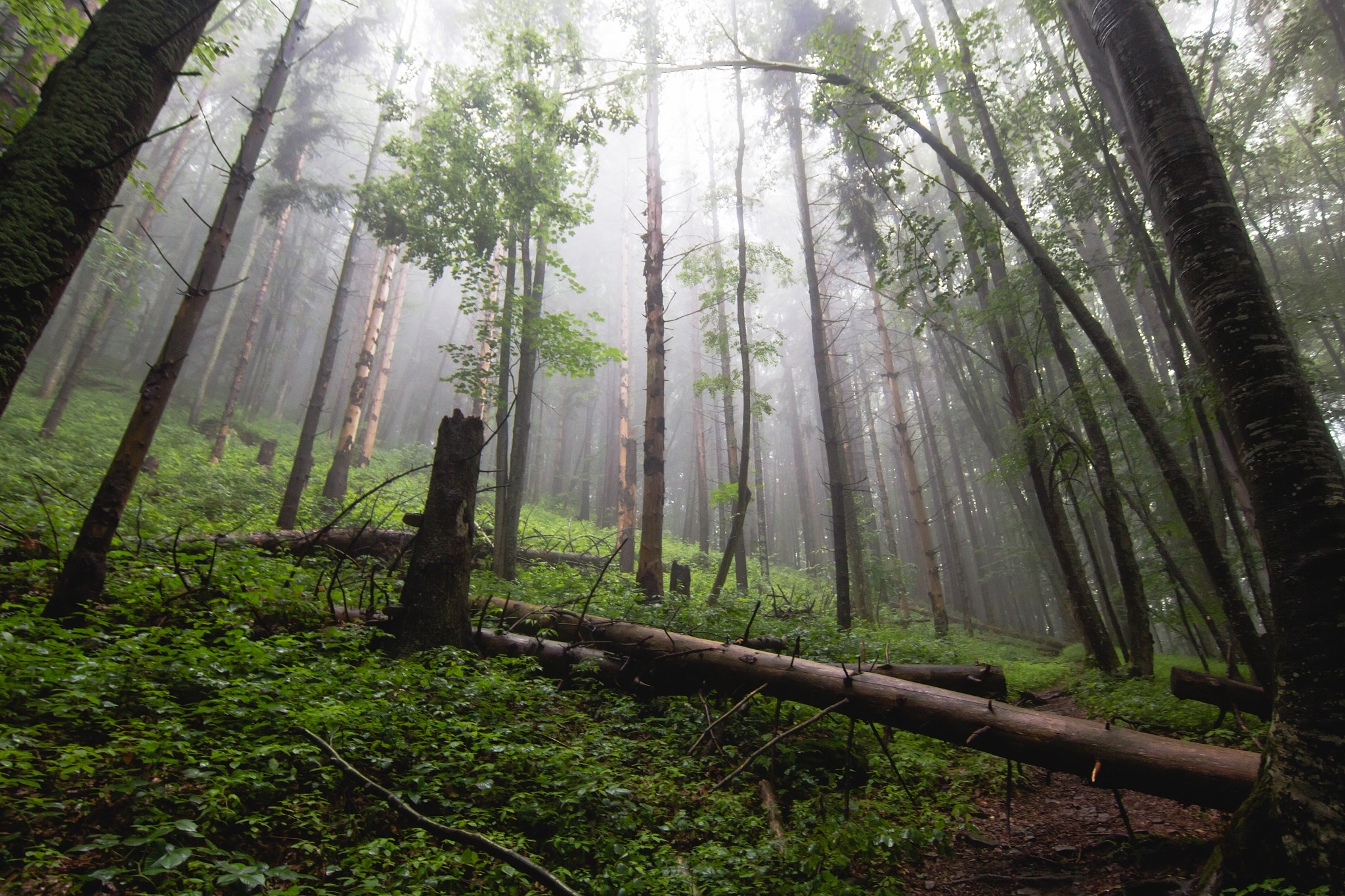 Tokina AT-X 12-28mm F4 Pro DX sample photo. Foggy forest photography