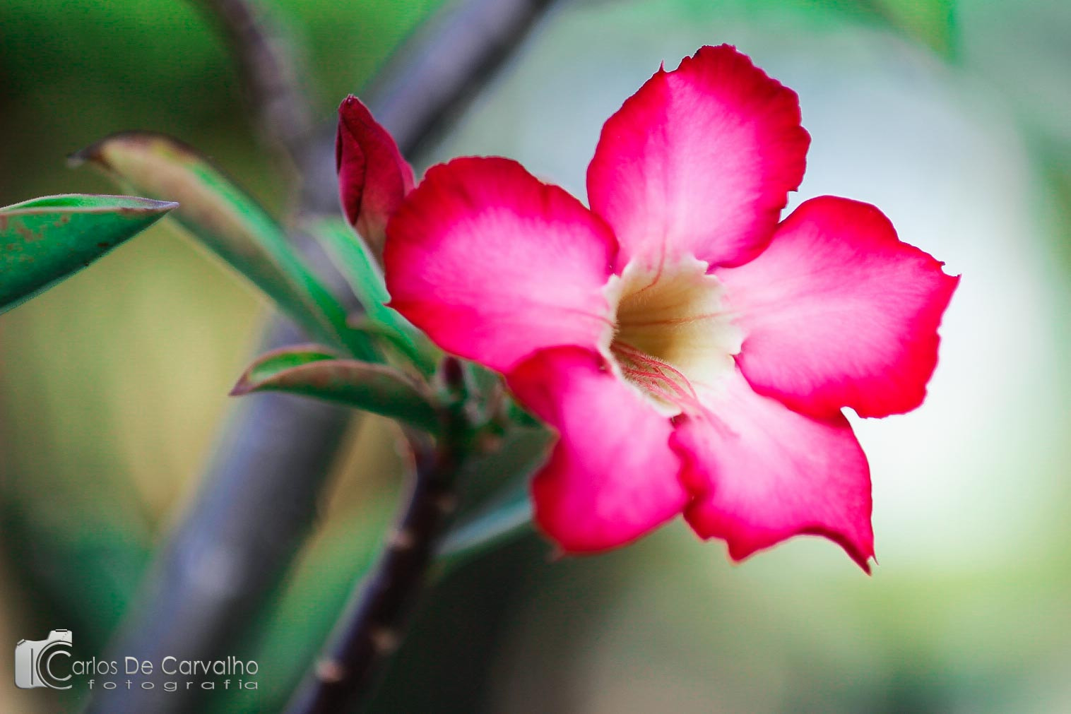 Canon EF 35-80mm f/4-5.6 sample photo. Rose´s desert. photography