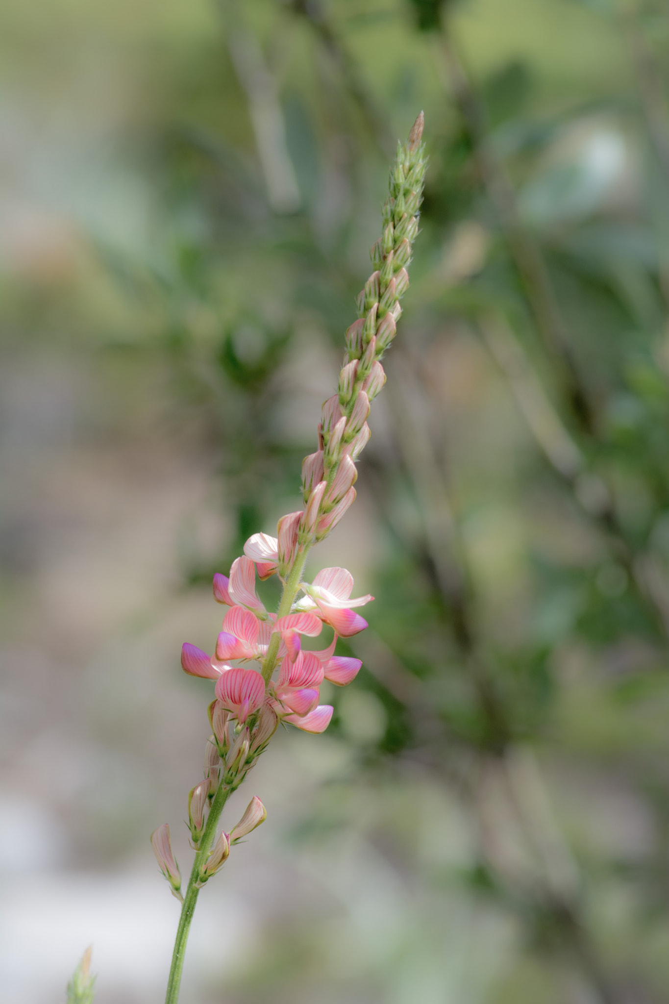 Tokina AT-X Pro 100mm F2.8 Macro sample photo. Flower photography