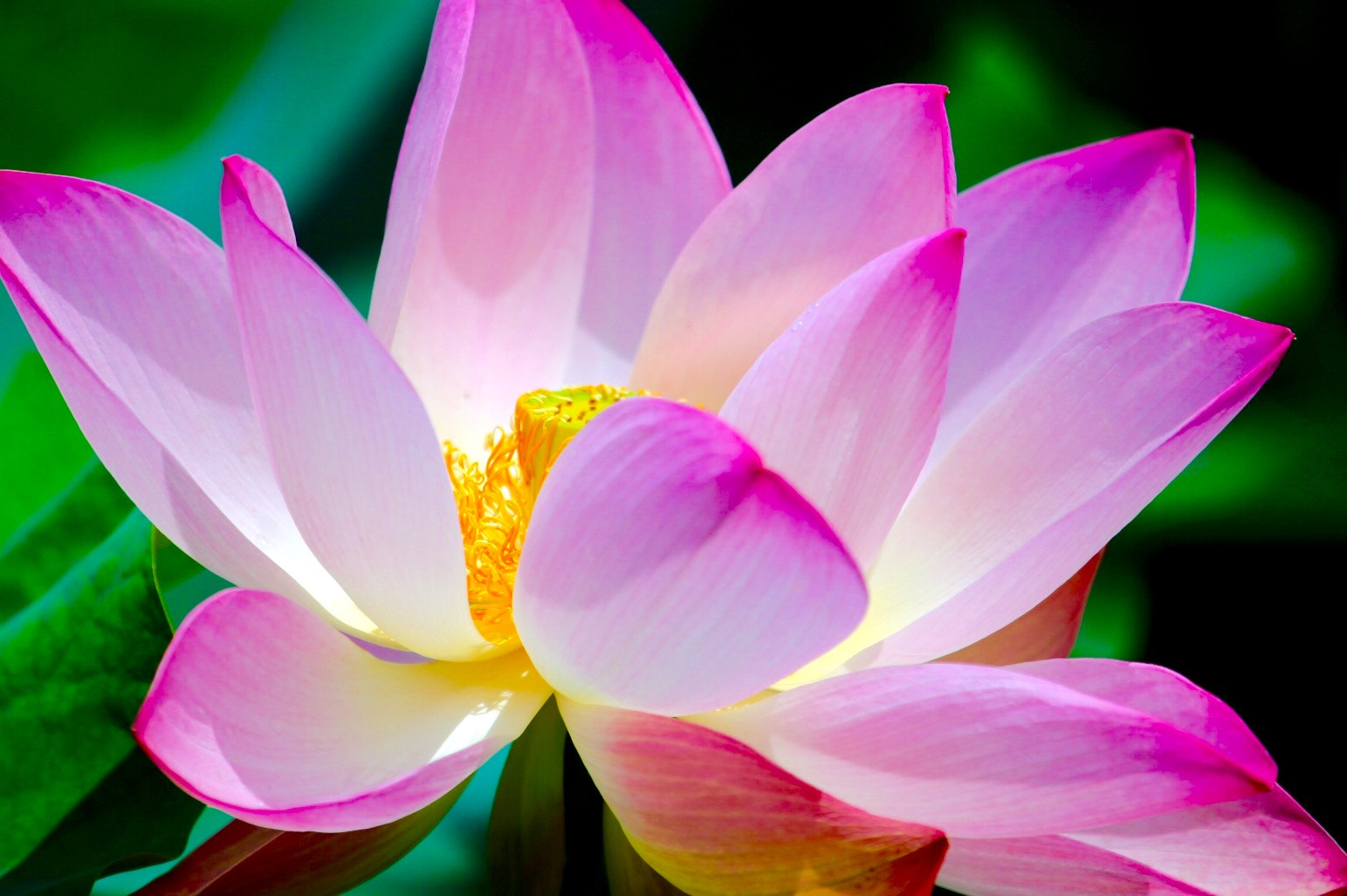 Canon EF 100-400mm F4.5-5.6L IS USM sample photo. Pure and fresh lotus photography