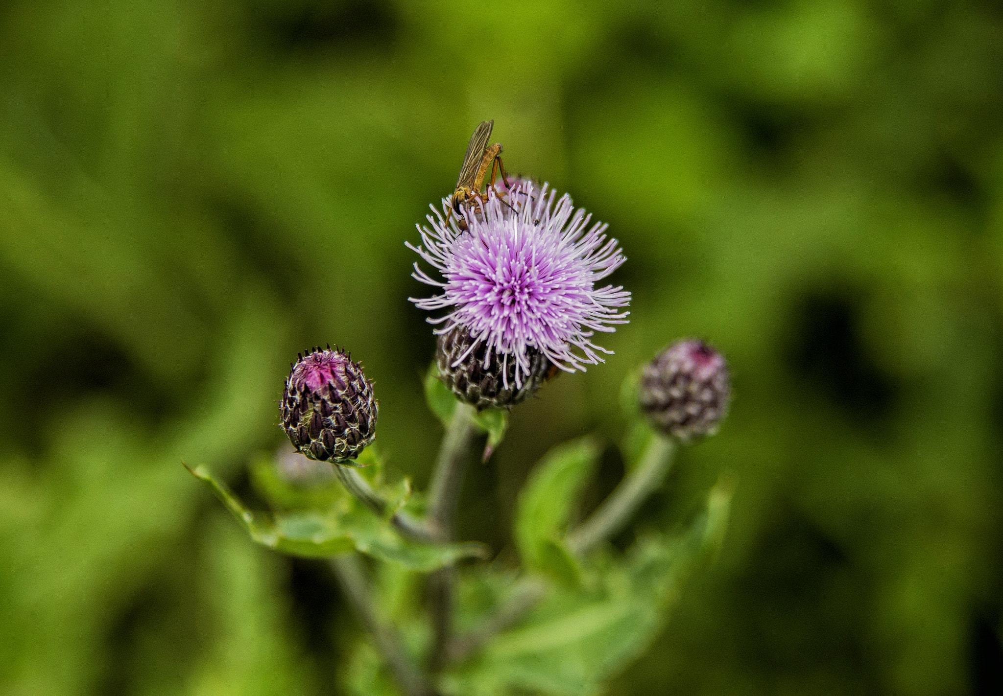 Pentax K-30 sample photo. Stingerz photography