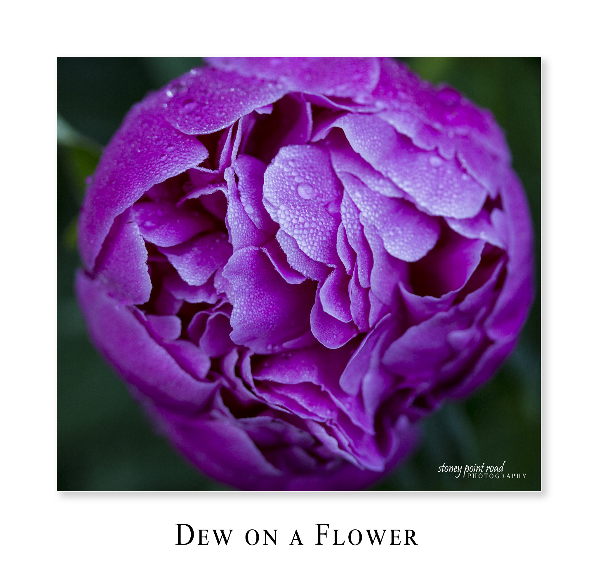 Canon EF-S 60mm F2.8 Macro USM sample photo. Dew on a flower photography