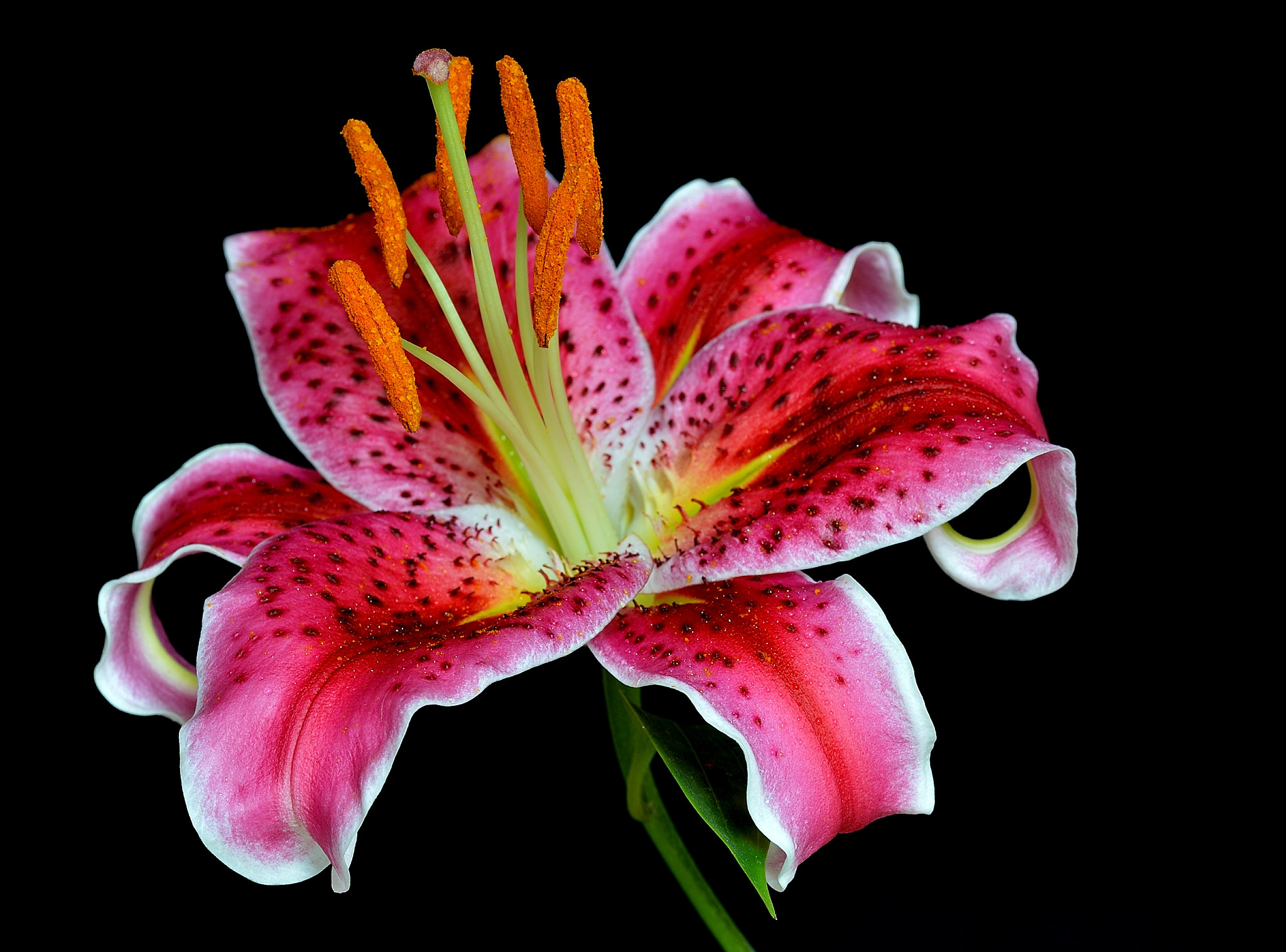 Nikon D3200 + Tamron SP 90mm F2.8 Di VC USD 1:1 Macro sample photo. Lilium photography