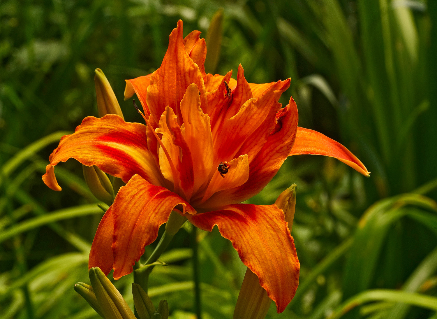 100mm F2.8 SSM sample photo. Double day lily photography