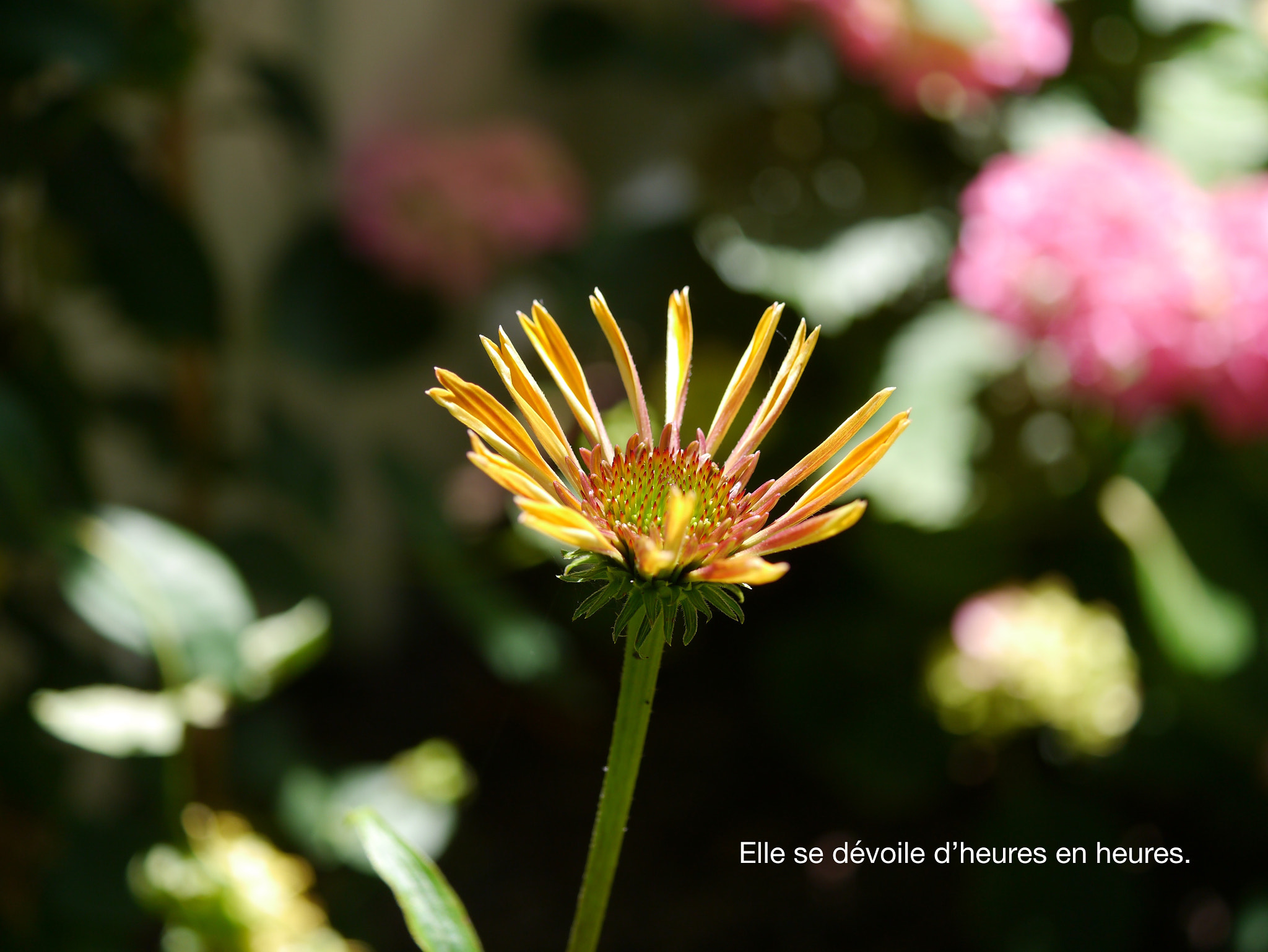 Panasonic Lumix DMC-GX1 + Panasonic Lumix G Macro 30mm F2.8 ASPH Mega OIS sample photo. Elle se dévoile photography