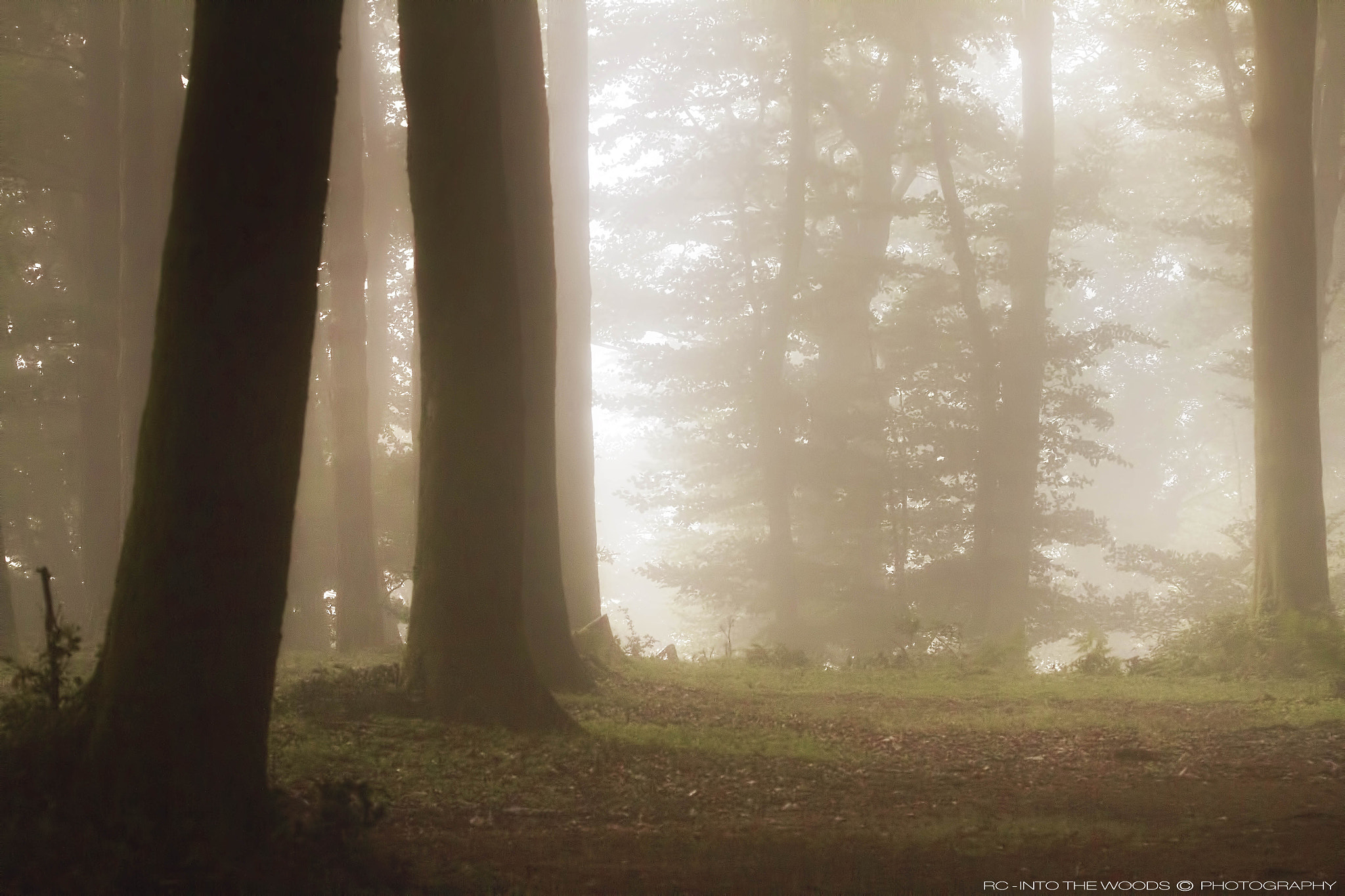 150-600mm F5-6.3 DG OS HSM | Sports 014 sample photo. Fog addiction photography