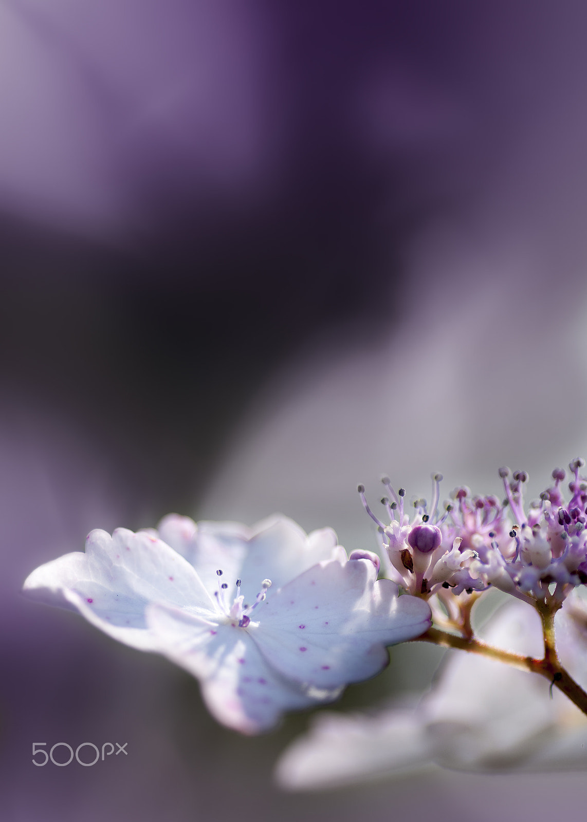 Pentax smc D-FA 100mm F2.8 macro sample photo. ............... photography