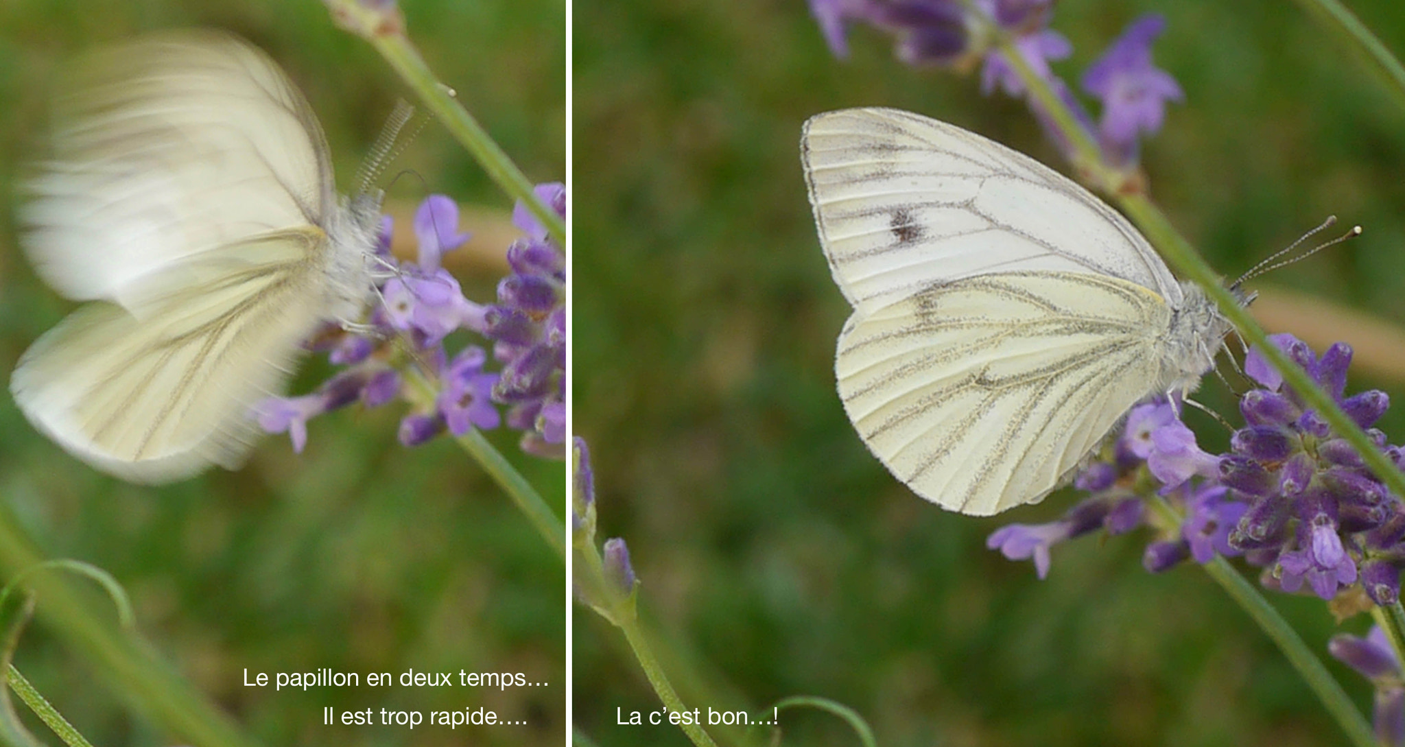 Panasonic Lumix DMC-GX1 + Panasonic Lumix G Macro 30mm F2.8 ASPH Mega OIS sample photo. Papillon en 2 temps... photography