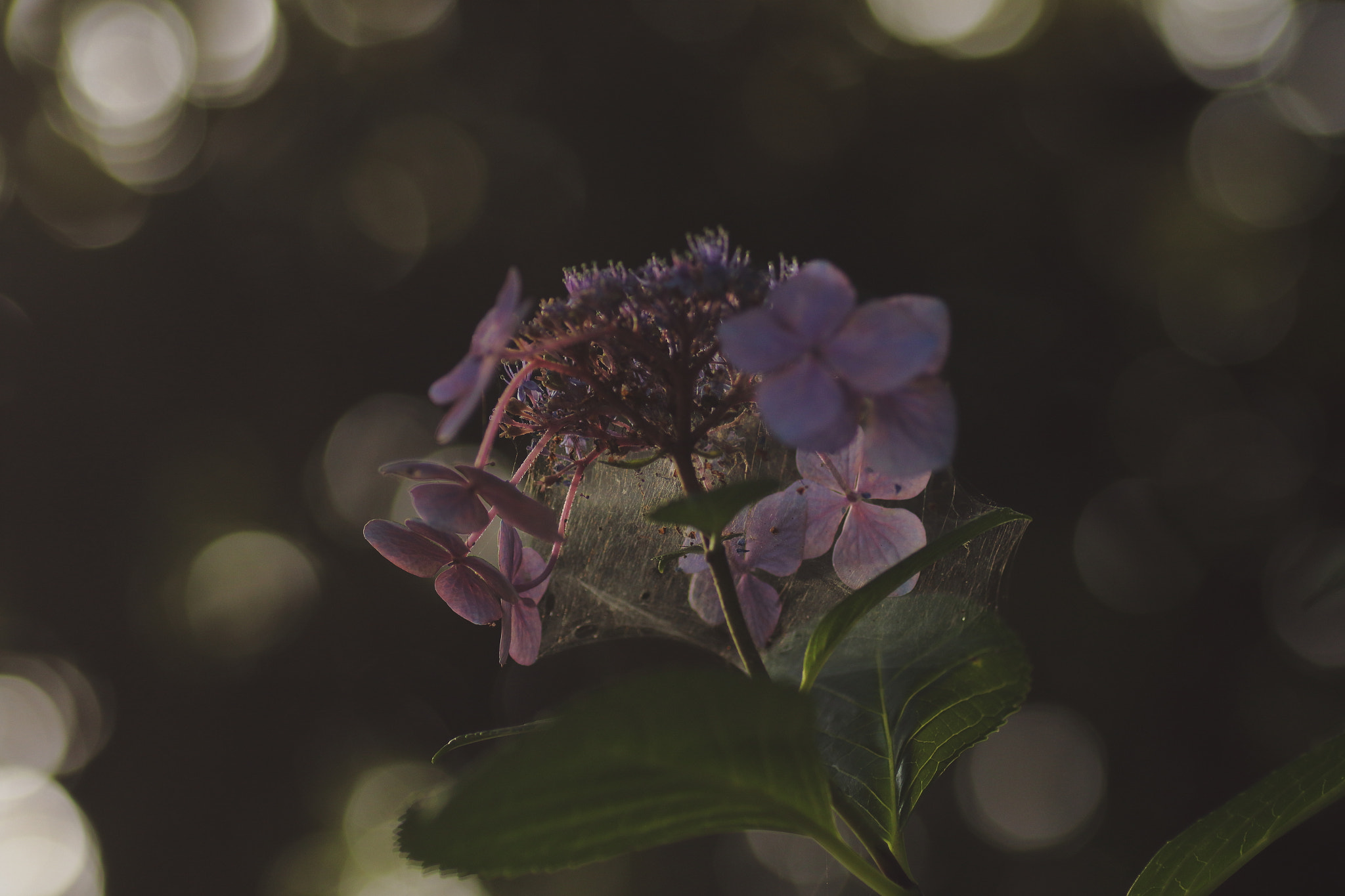 Canon EOS 7D Mark II + Tamron SP AF 90mm F2.8 Di Macro sample photo. ...光降る時。 photography