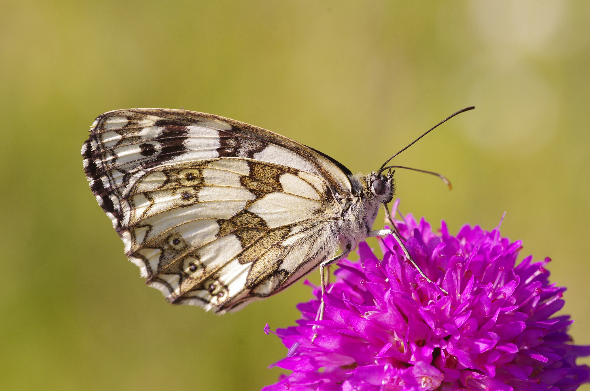 Pentax smc D-FA 100mm F2.8 Macro WR sample photo. Marbled white butterfly photography