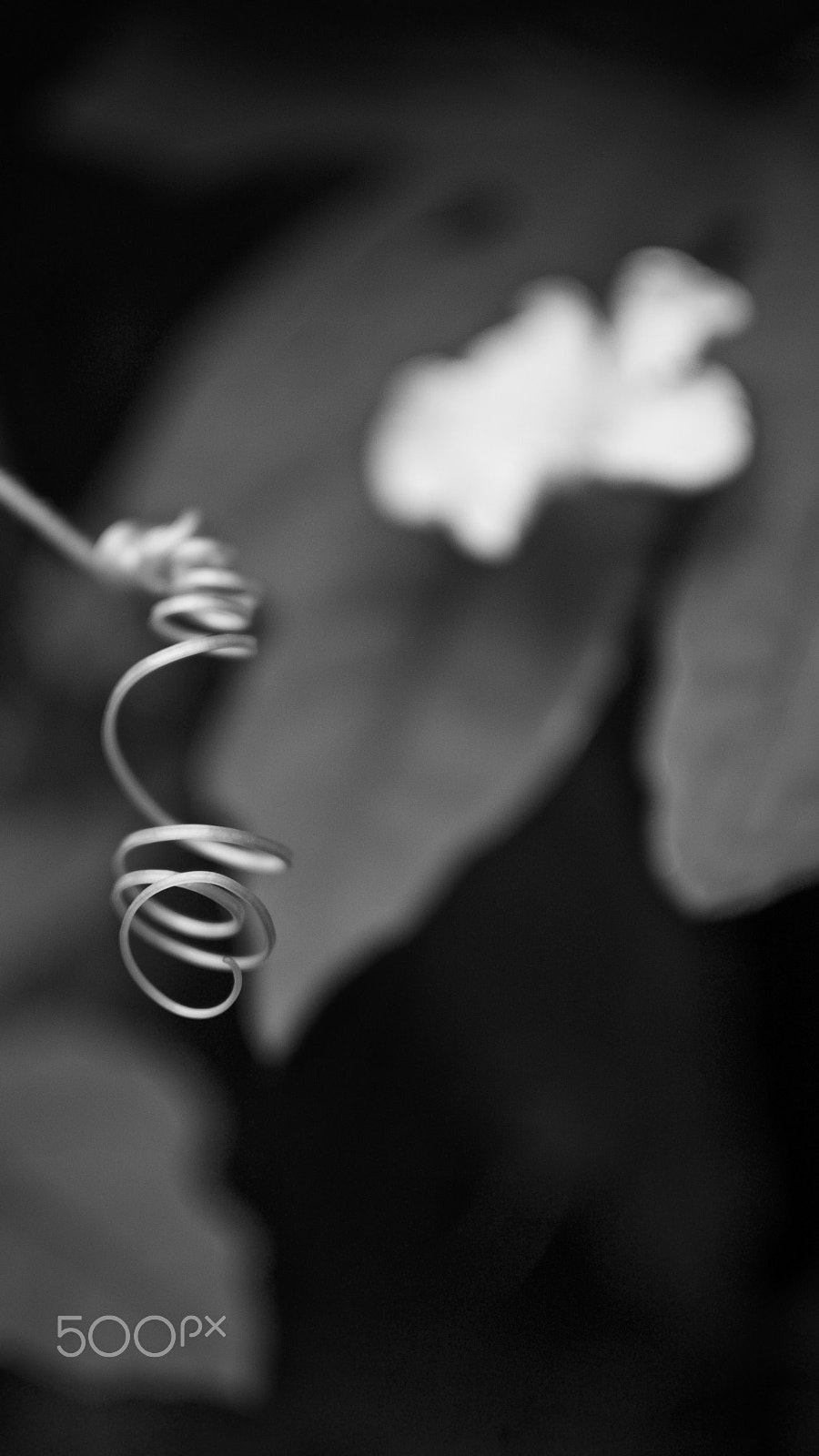 Nikon 1 J2 + Nikon 1 Nikkor 18.5mm F1.8 sample photo. Goya tendril (bitter melon) photography