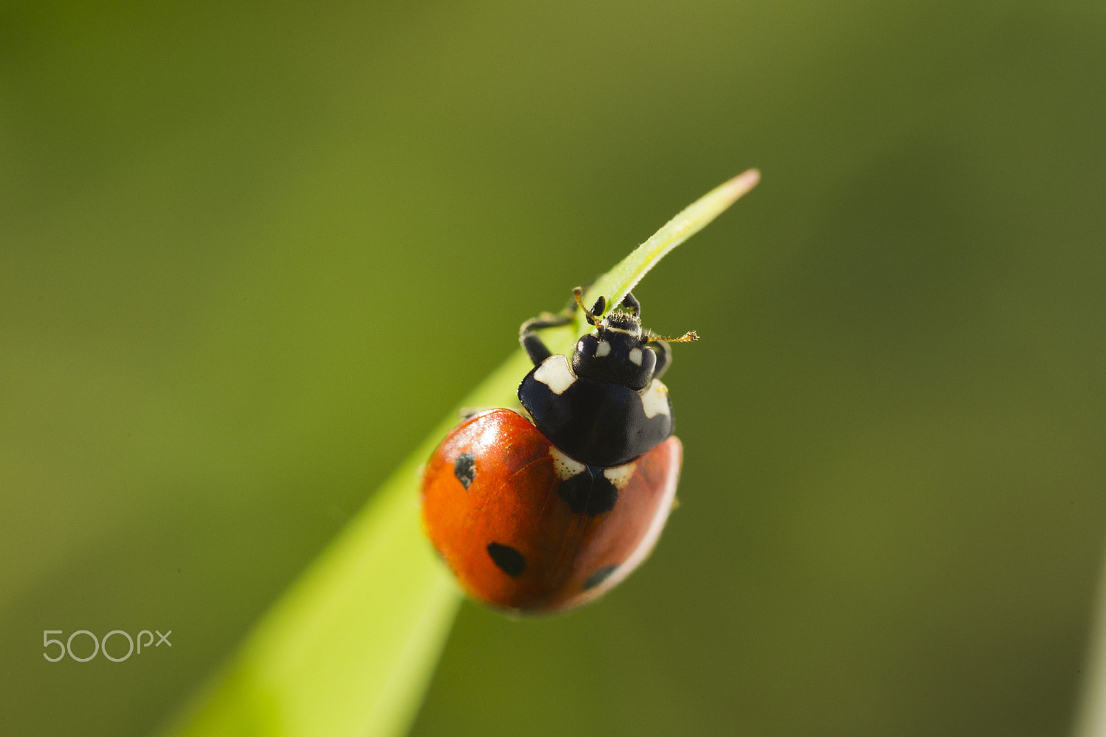 Canon EOS-1D Mark IV sample photo. Beetles ladybug in green grass photography