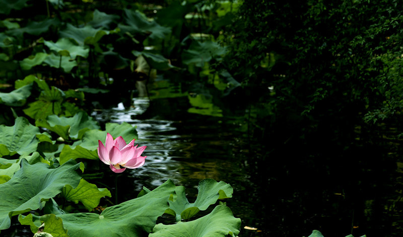 Canon EF 22-55mm f/4-5.6 USM sample photo. Lotus season1 photography