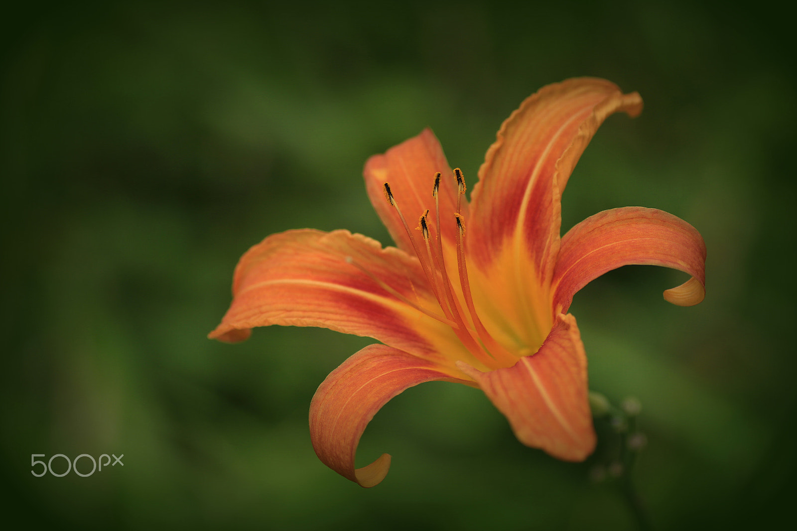 Canon EOS 7D Mark II + Tamron SP AF 90mm F2.8 Di Macro sample photo. Lilium bulbiferum photography