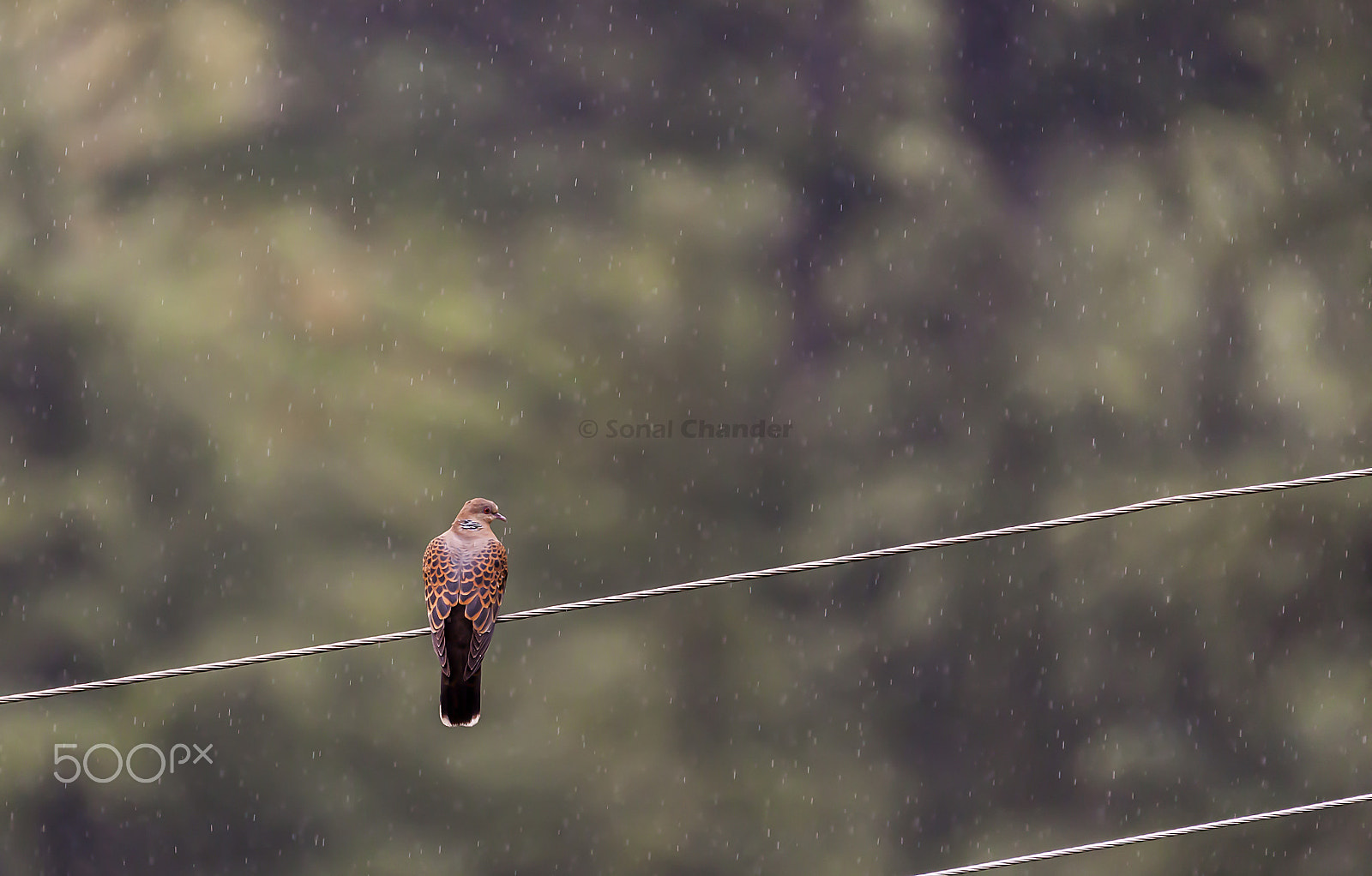 Tamron SP 150-600mm F5-6.3 Di VC USD sample photo. Mindful photography