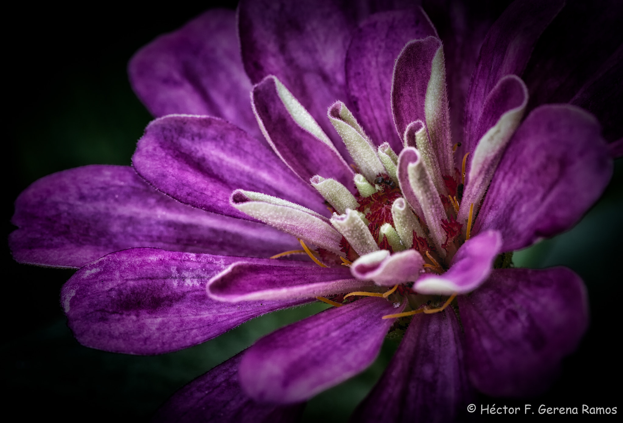 Sigma APO Macro 180mm F2.8 EX DG OS HSM sample photo. Looking photography