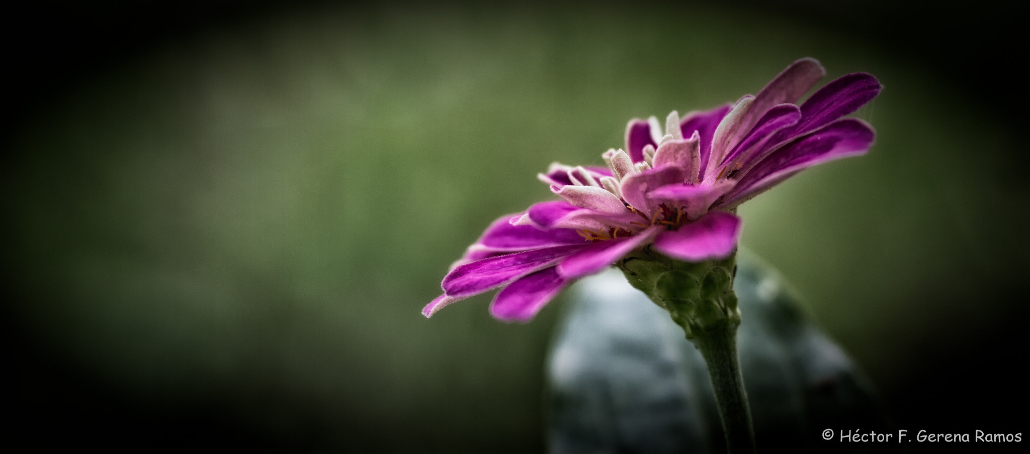 Sigma APO Macro 180mm F2.8 EX DG OS HSM sample photo. Darker photography