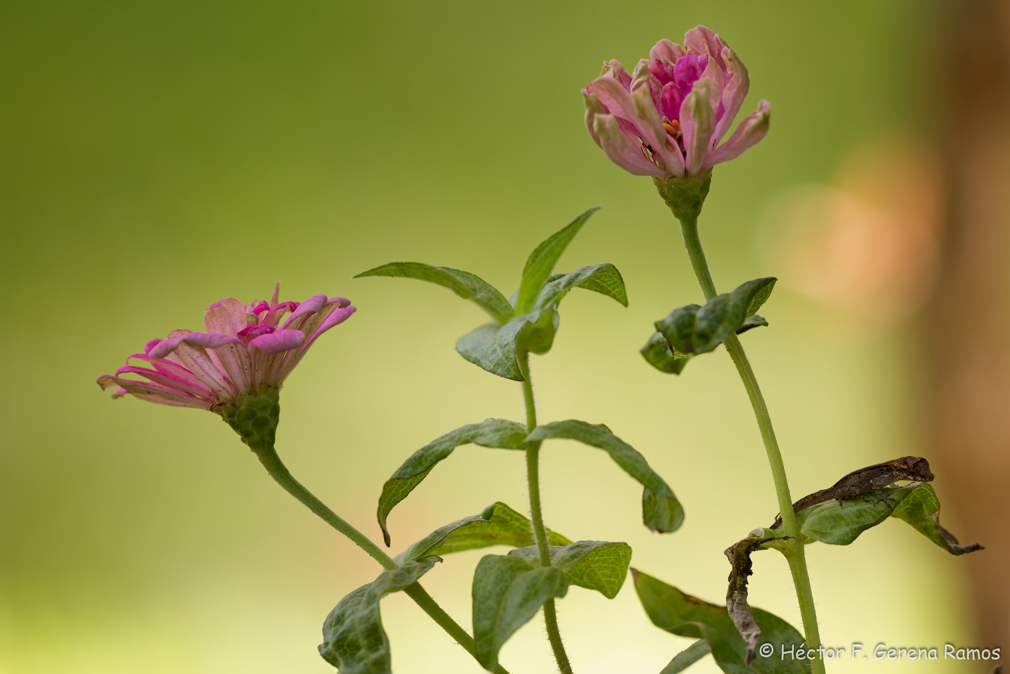 Sigma APO Macro 180mm F2.8 EX DG OS HSM sample photo. Resting photography