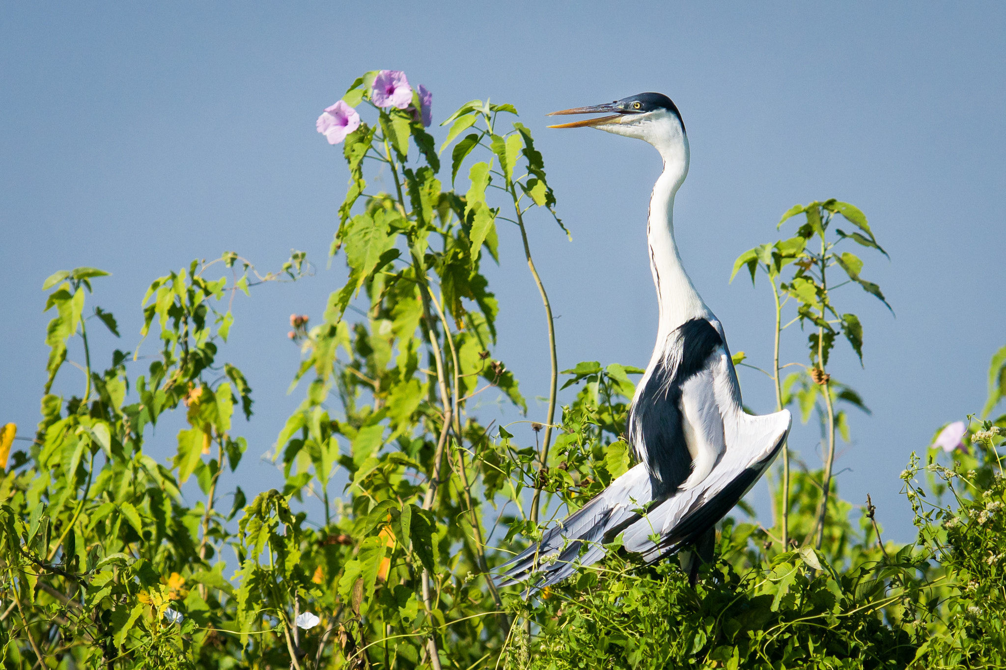 300mm F2.8 G sample photo. Cocoi heron 4 photography