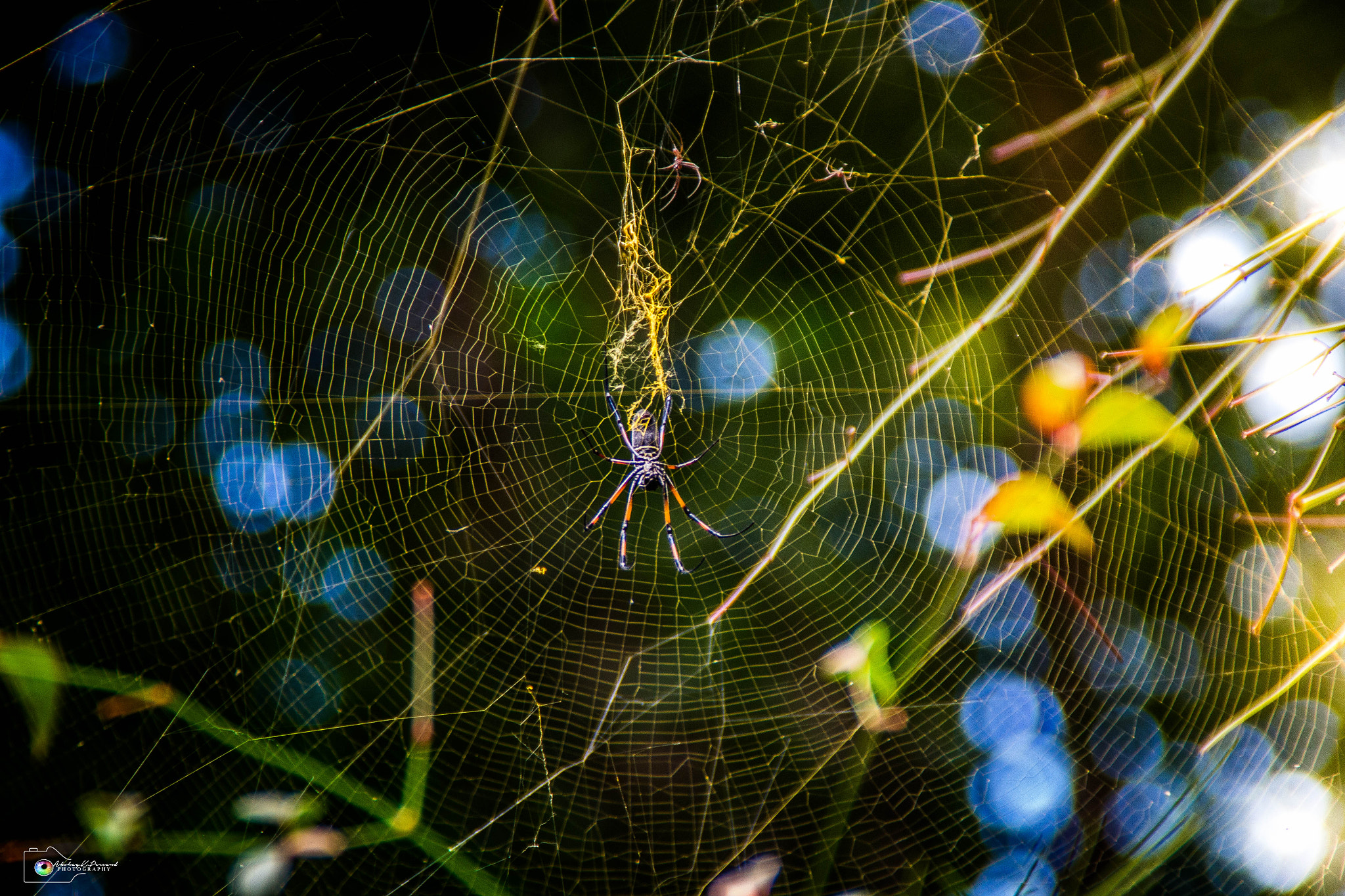 Canon EOS 650D (EOS Rebel T4i / EOS Kiss X6i) sample photo. Arachnophobia photography