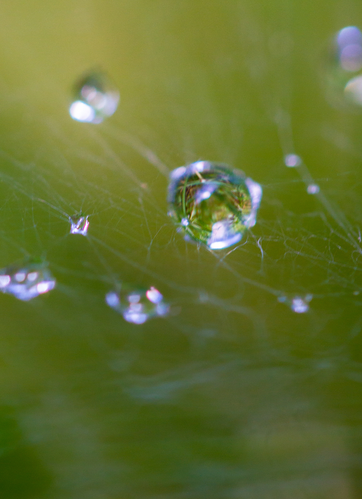 Canon EF-S 60mm F2.8 Macro USM sample photo. Droplets in a web photography