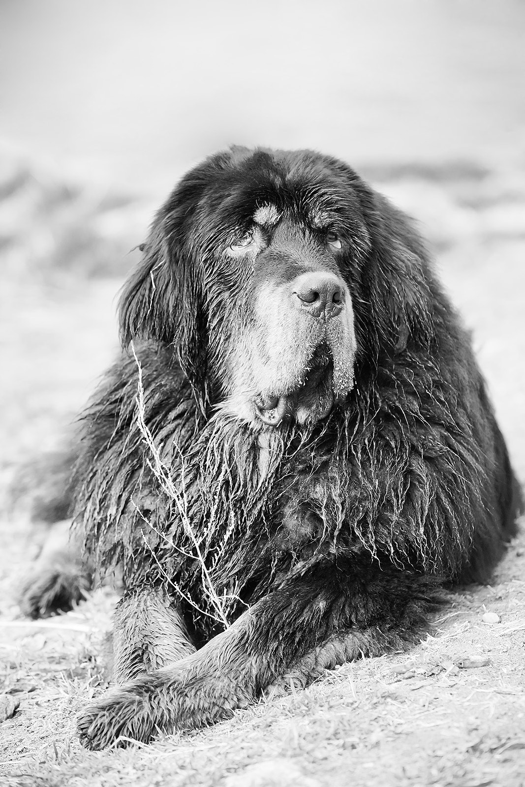 Sony a99 II + Minolta/Sony AF 70-200mm F2.8 G sample photo. Tibetan mastiff photography