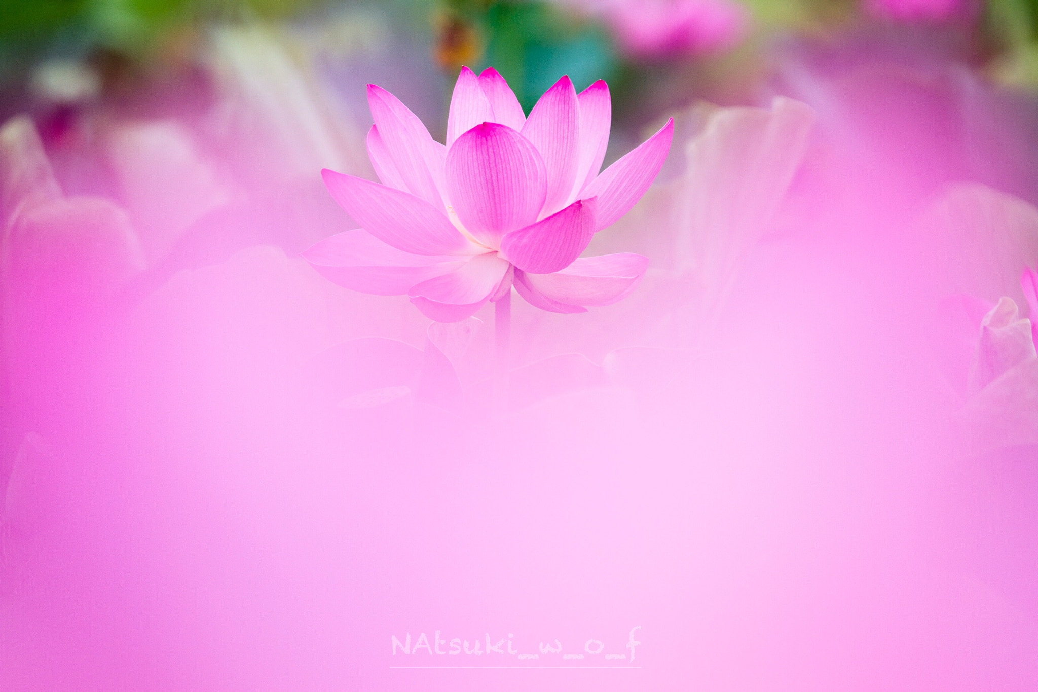 Tamron SP AF 180mm F3.5 Di LD (IF) Macro sample photo. Lotus photography