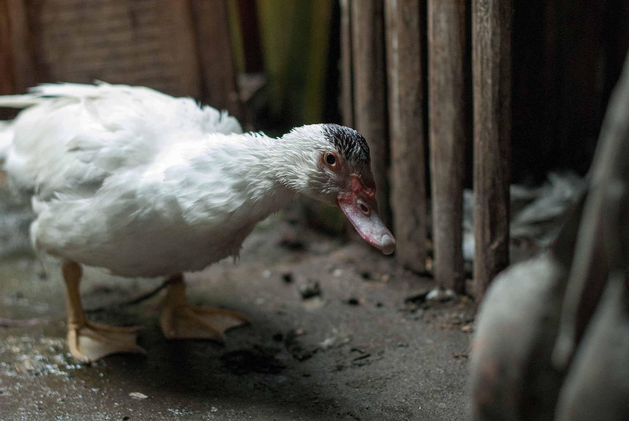 Nikon D200 + Nikon AF-S Nikkor 50mm F1.4G sample photo. Naive duck photography