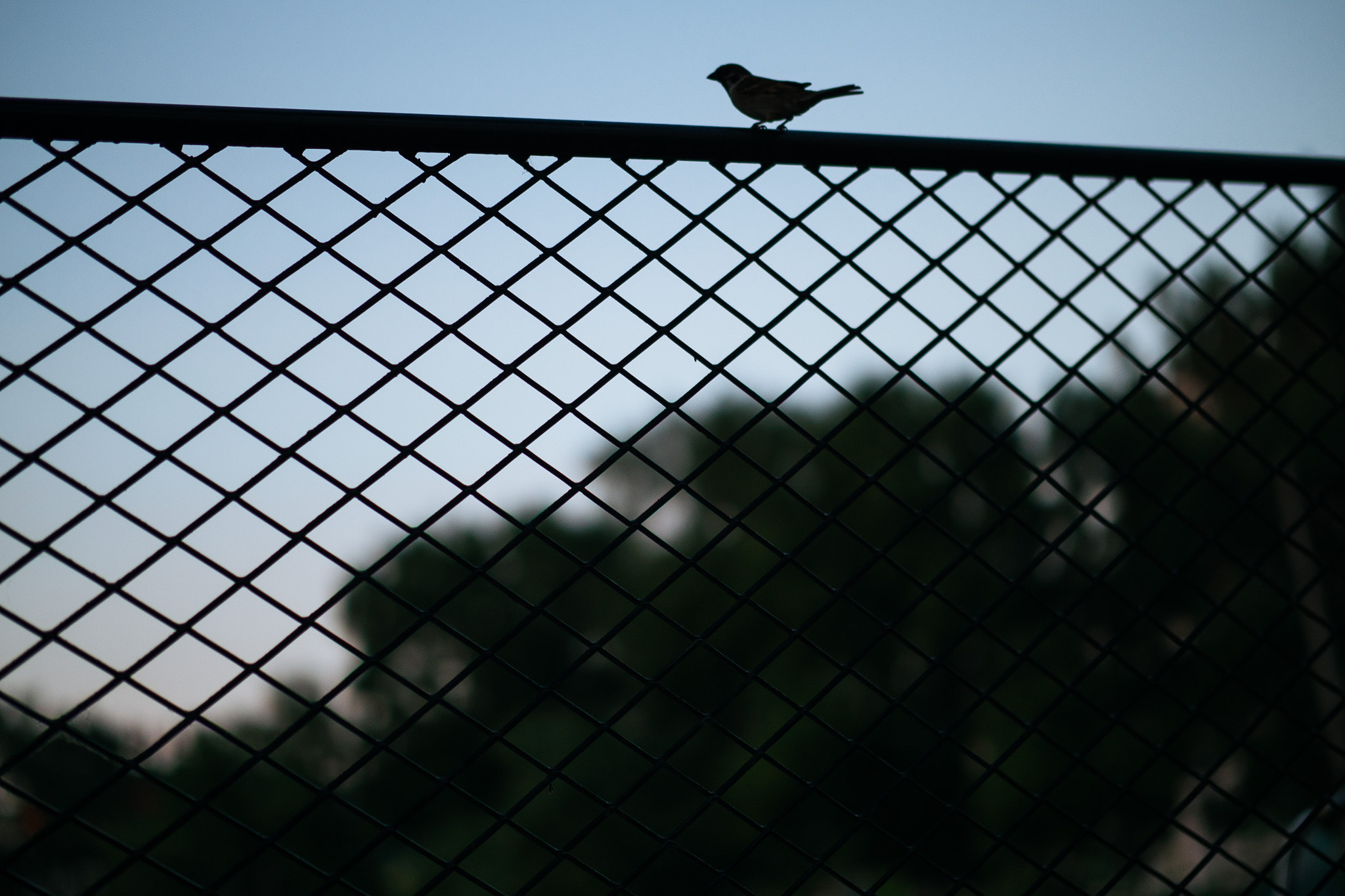 Panasonic Leica DG Nocticron 42.5mm F1.2 ASPH OIS sample photo. Fly over the fence photography