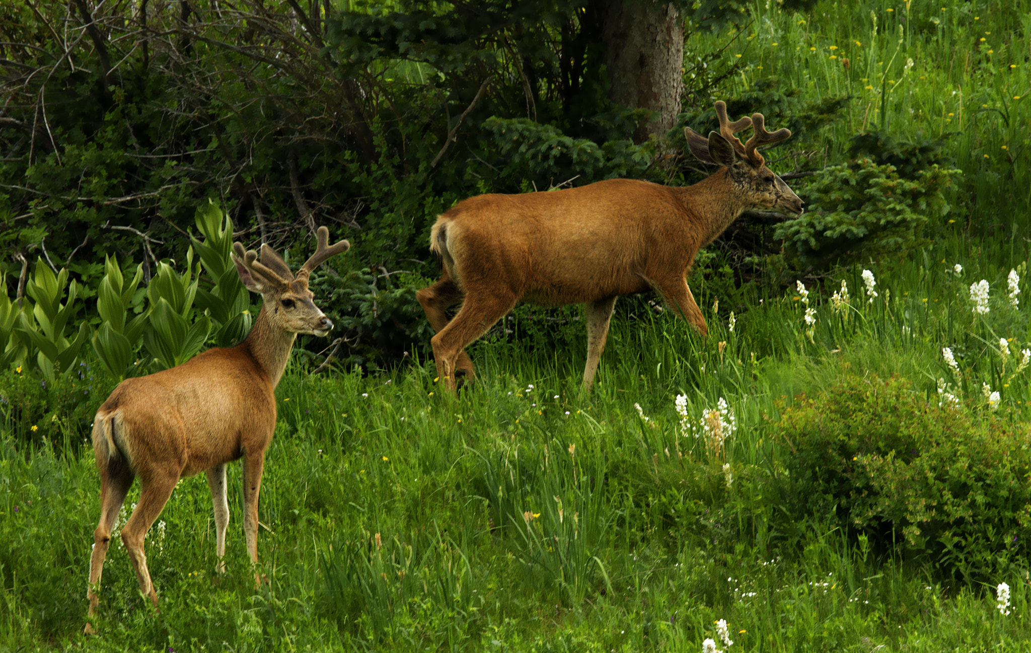 Canon EF 600mm F4L IS II USM sample photo. Living in nature photography