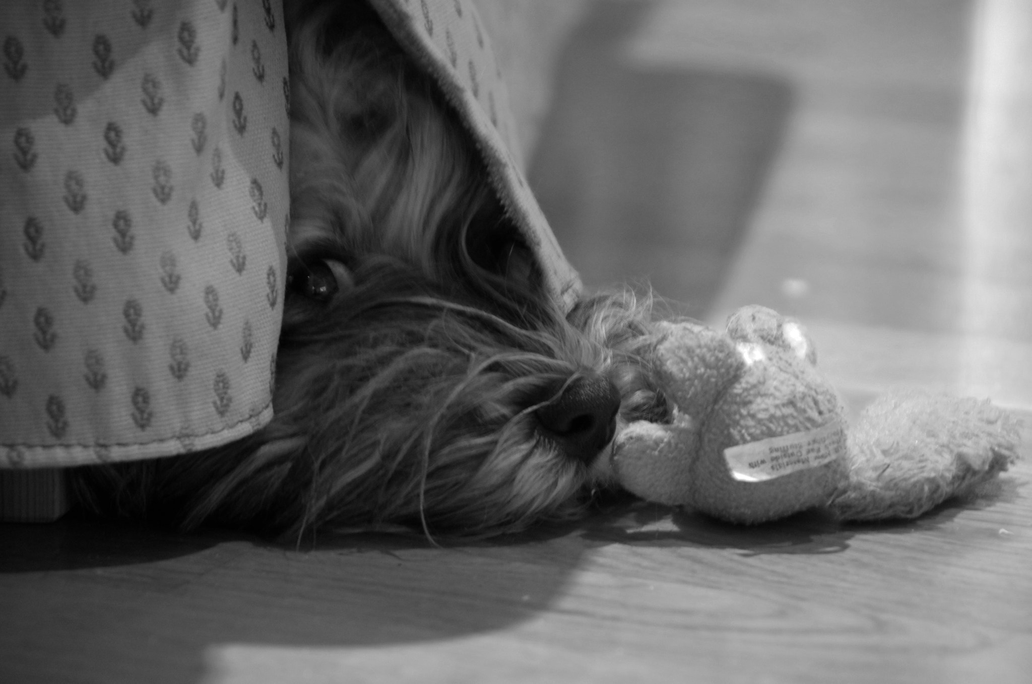 Pentax K-1 sample photo. Have you seen the dog photography