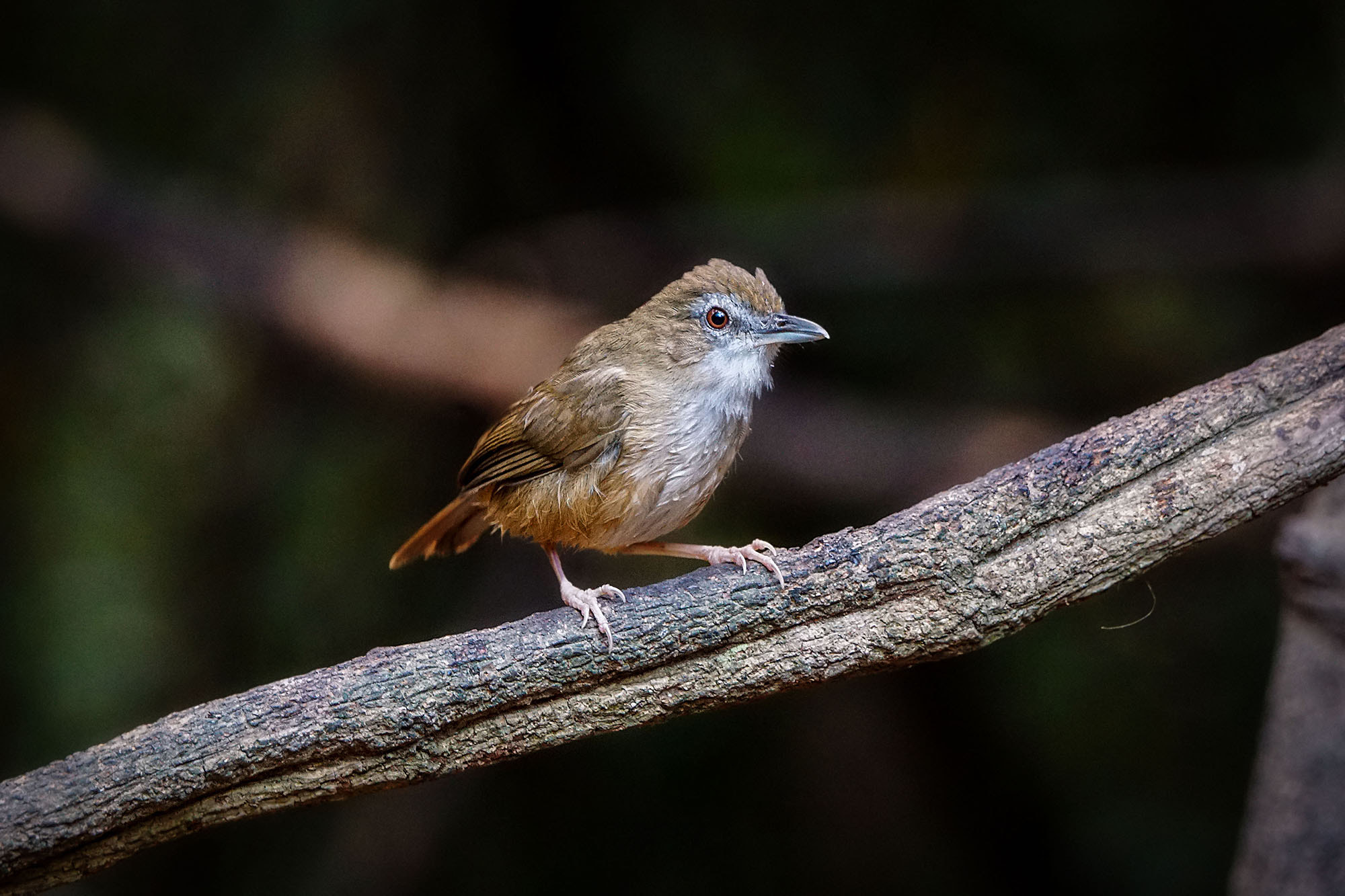 Sony ILCA-77M2 + Sony 70-400mm F4-5.6 G SSM II sample photo. Abbott's babbler photography