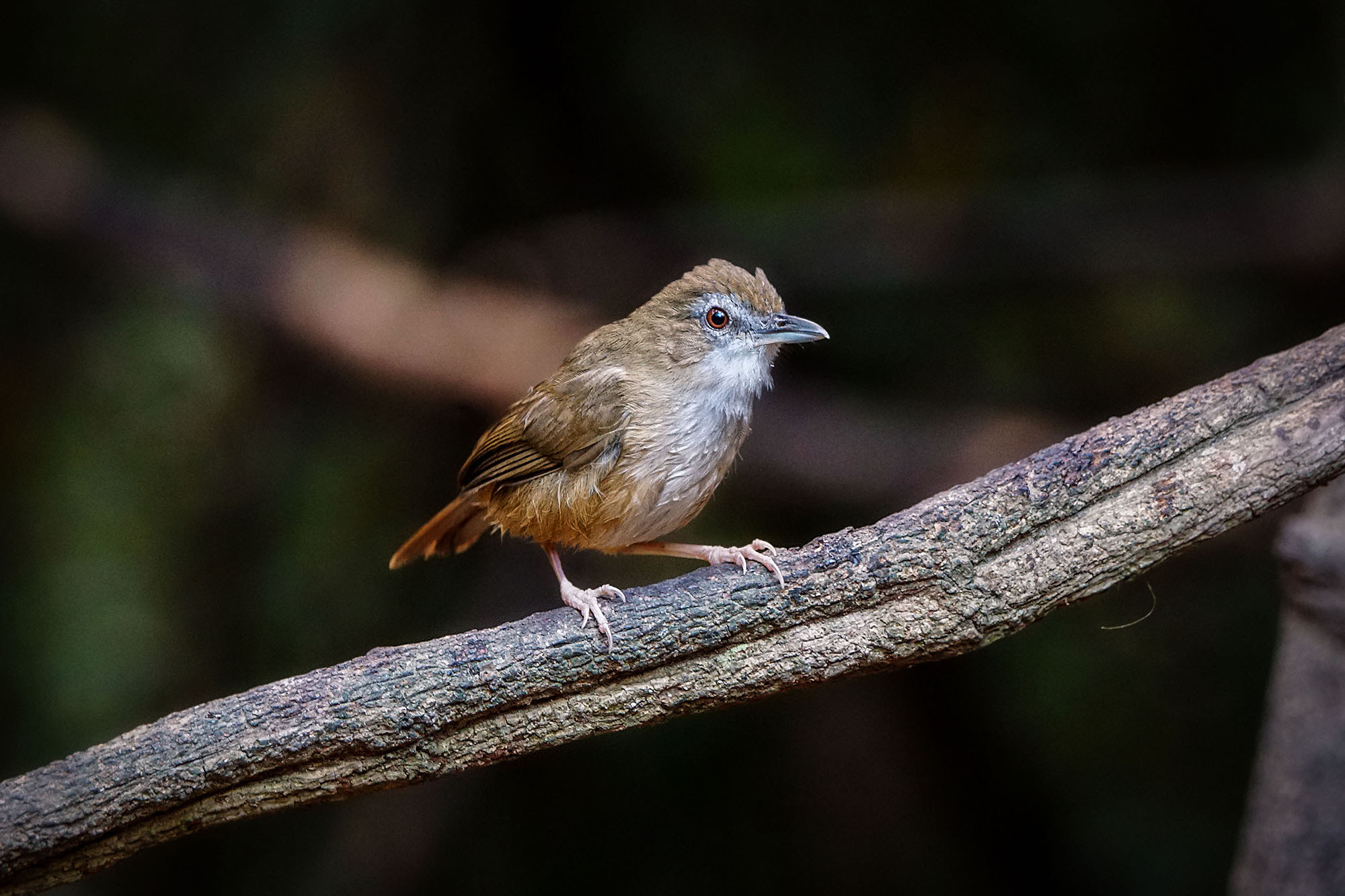 Sony ILCA-77M2 sample photo. Abbott's babbler photography