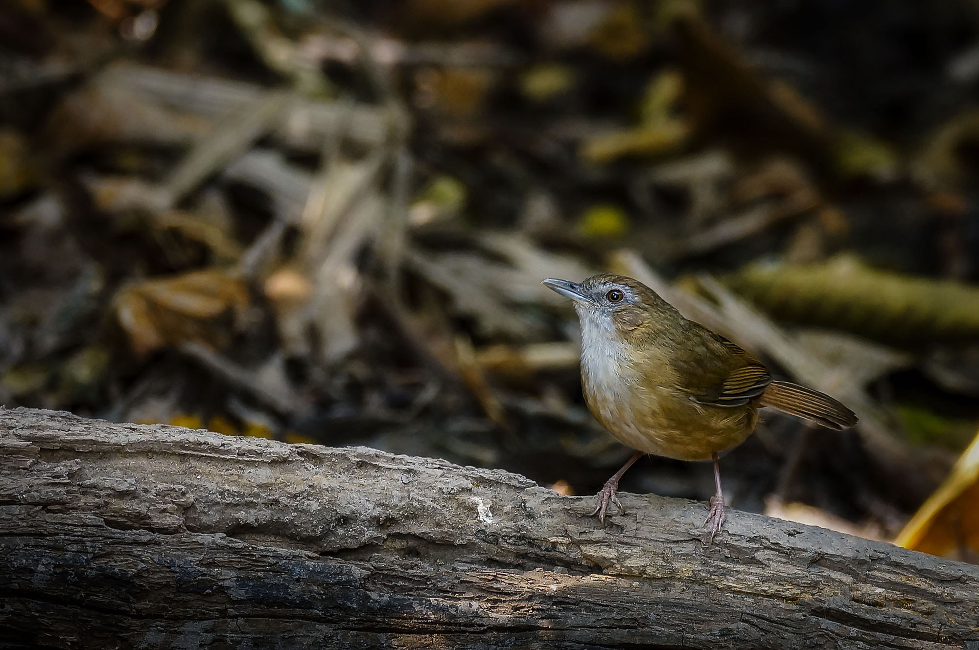 Sony 70-300mm F4.5-5.6 G SSM sample photo. Abbott's babbler photography