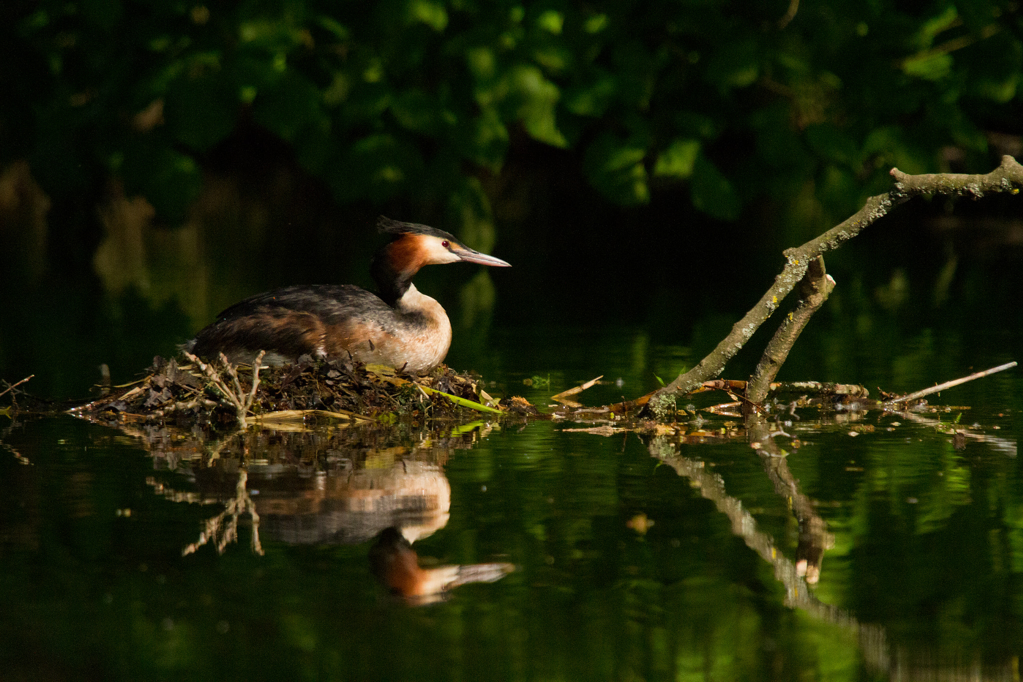 Canon EOS 7D + Sigma 50-500mm f/4-6.3 APO HSM EX sample photo. Great-crested grebe photography