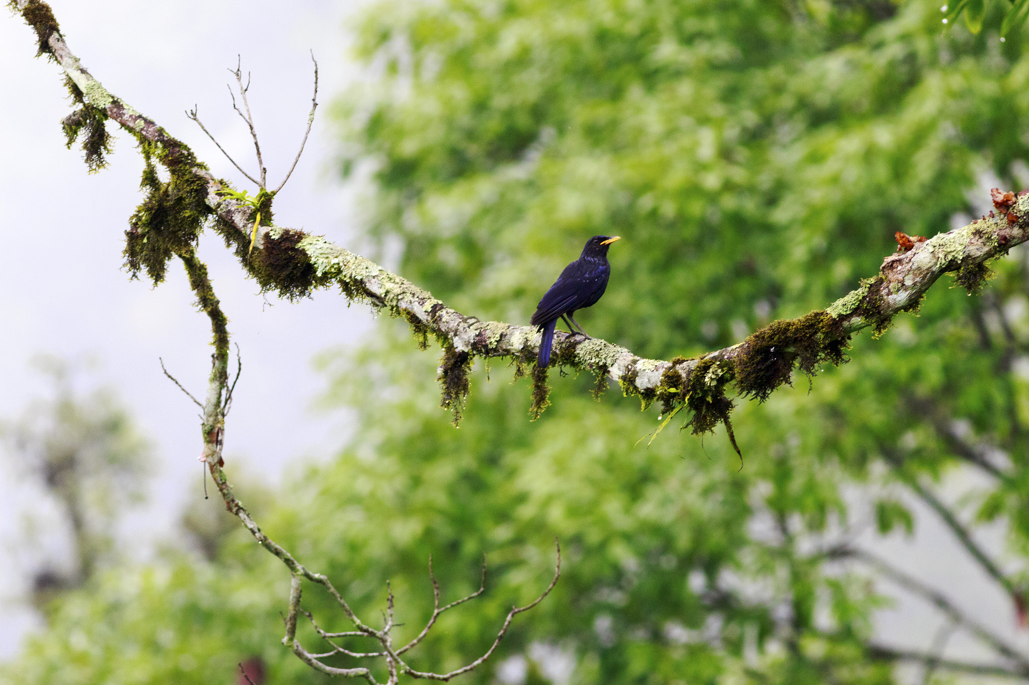 Canon EOS 700D (EOS Rebel T5i / EOS Kiss X7i) sample photo. The bird photography