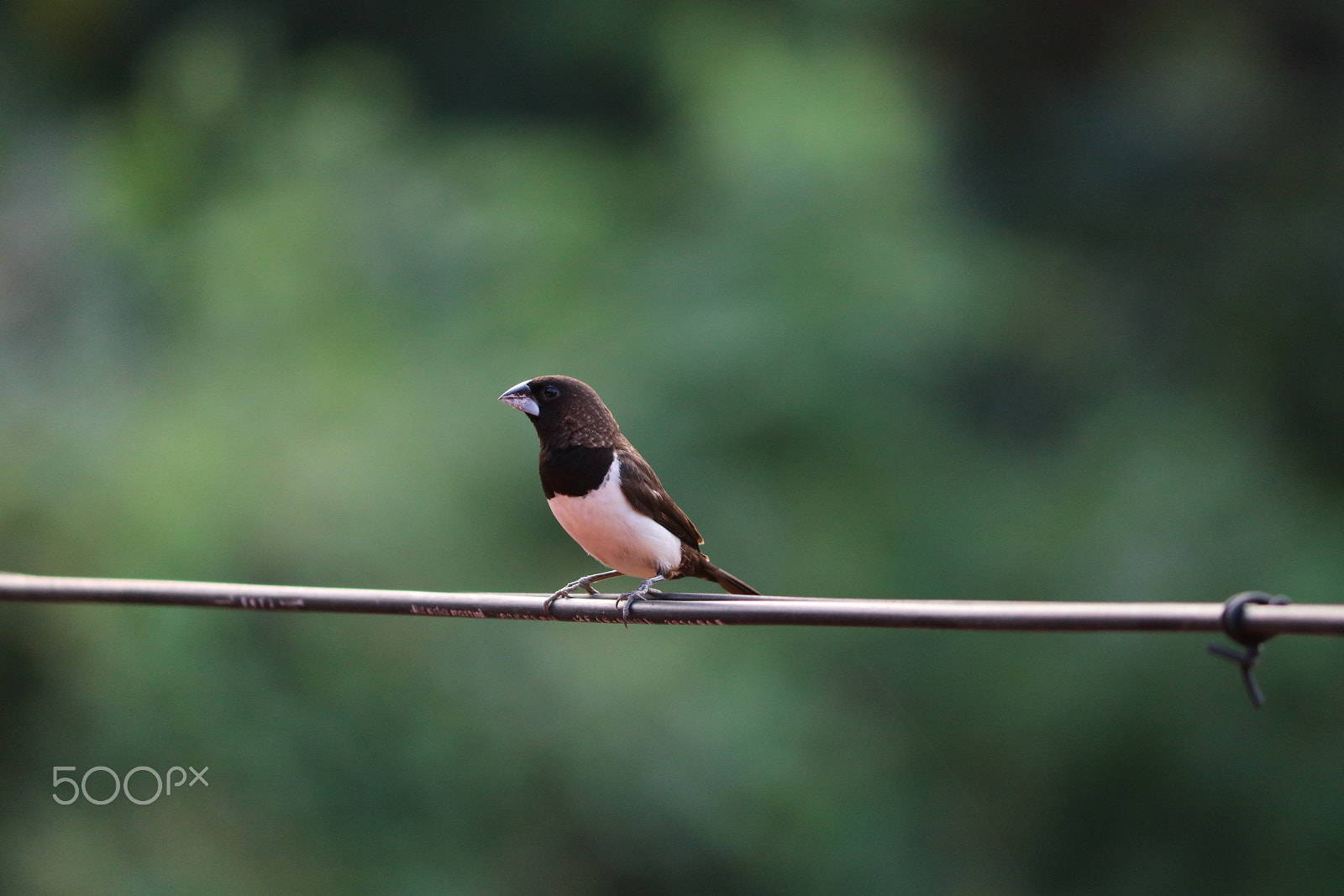 Canon EOS 750D (EOS Rebel T6i / EOS Kiss X8i) sample photo. A bird.jpg photography