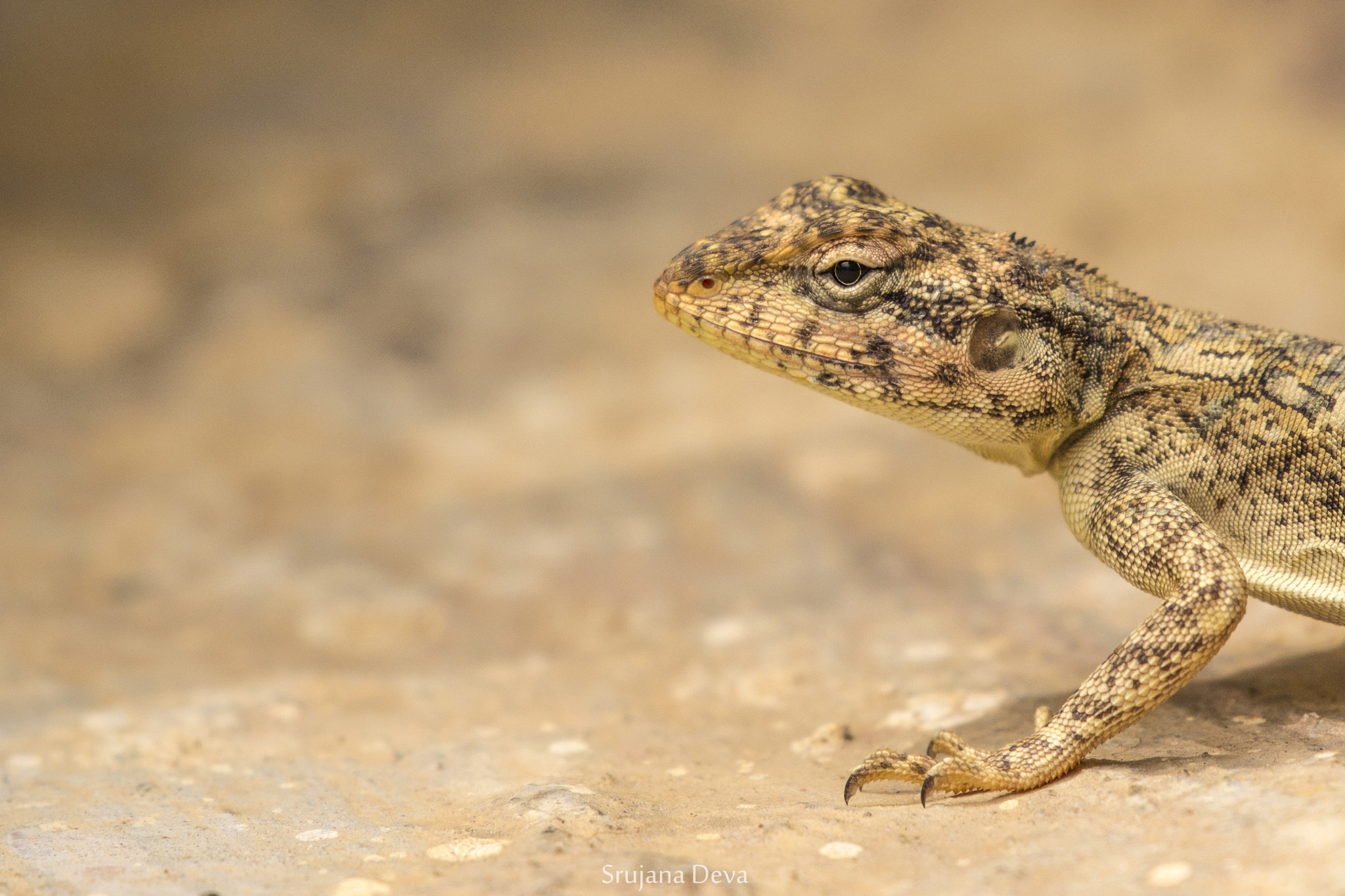 Nikon AF-S Nikkor 200-500mm F5.6E ED VR sample photo. What next? photography