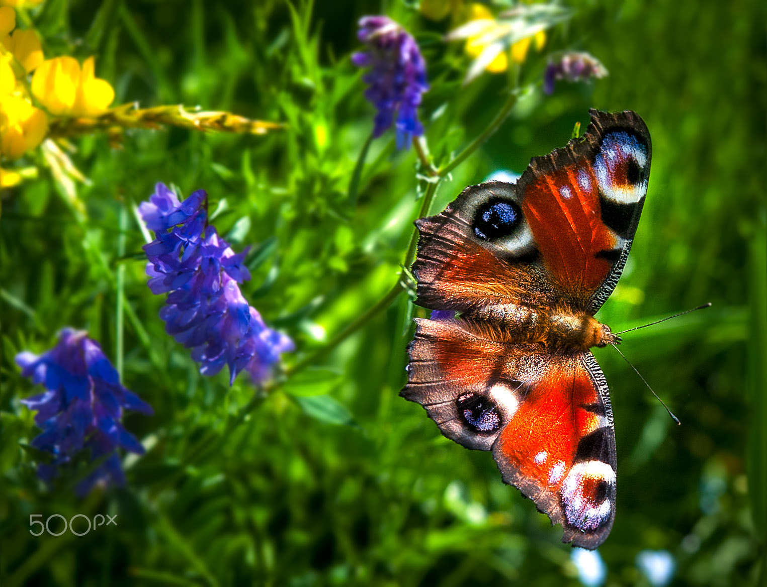 Nikon AF-S Micro-Nikkor 60mm F2.8G ED sample photo. Butterfly photography