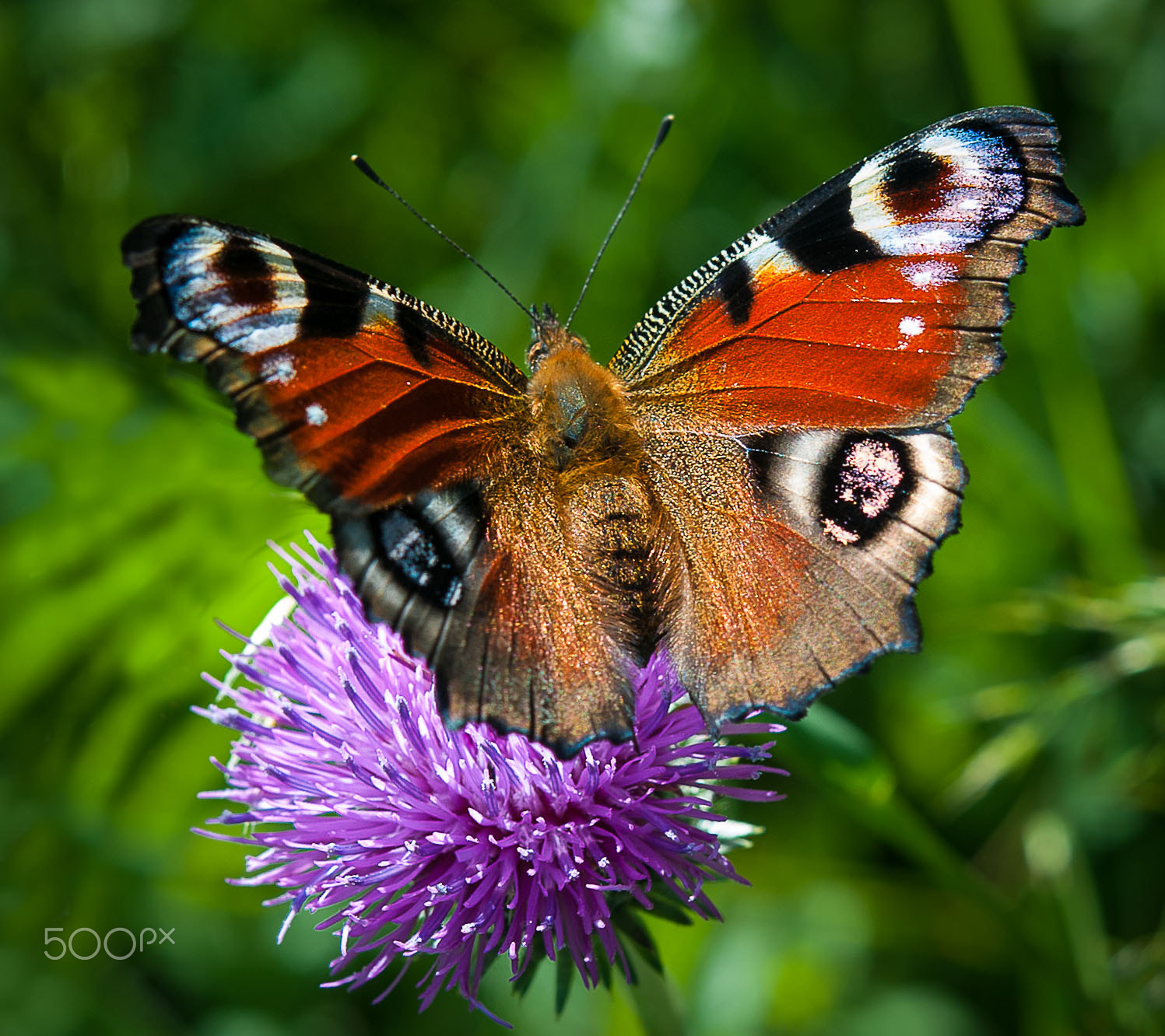 Nikon D3 + Nikon AF-S Micro-Nikkor 60mm F2.8G ED sample photo. Butterfly photography