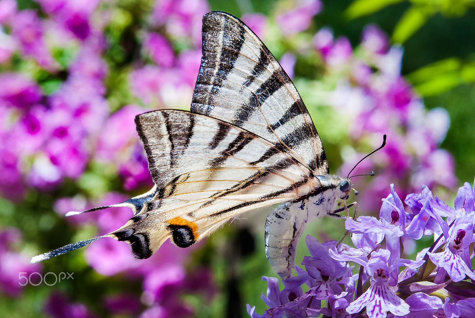 Nikon AF-S Micro-Nikkor 60mm F2.8G ED sample photo. Butterfly photography