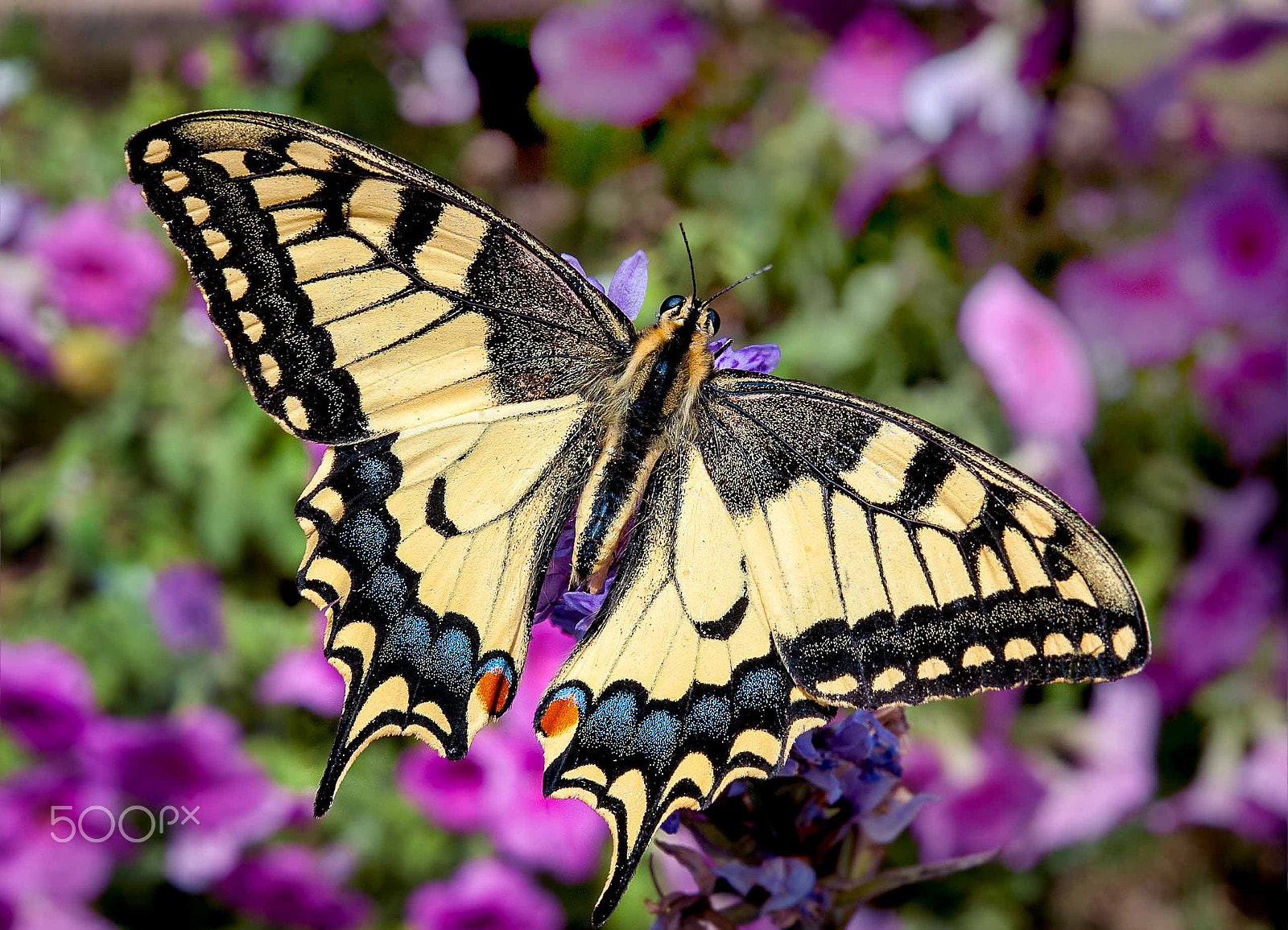 Nikon AF-S Micro-Nikkor 60mm F2.8G ED sample photo. Butterfly photography