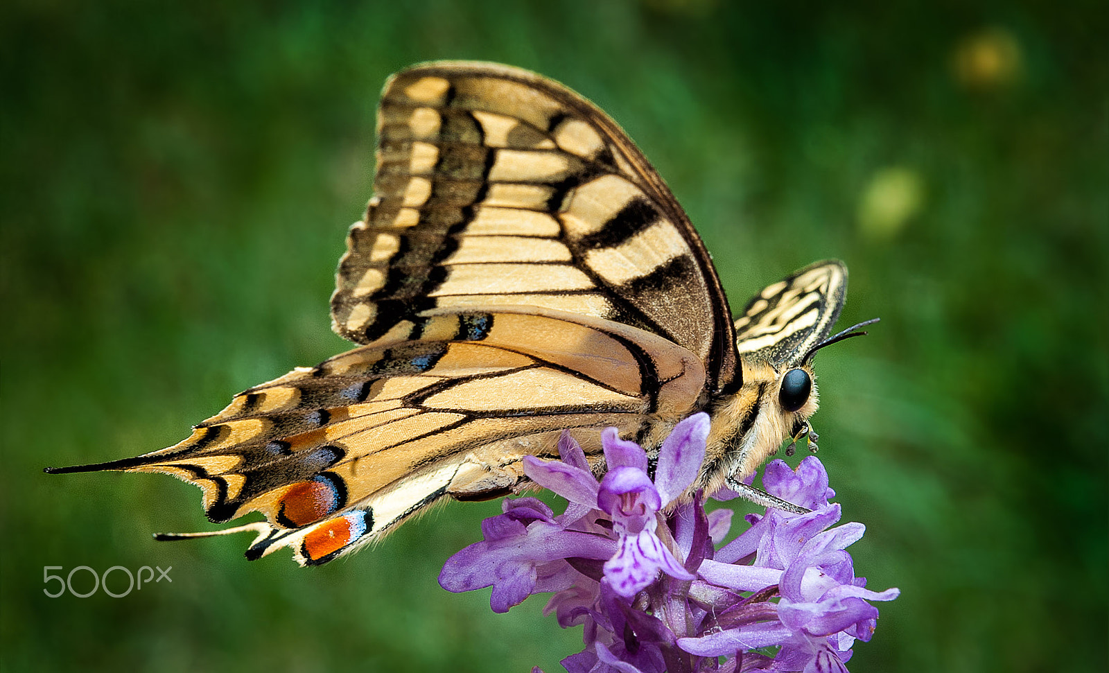 Nikon AF-S Micro-Nikkor 60mm F2.8G ED sample photo. Butterfly photography